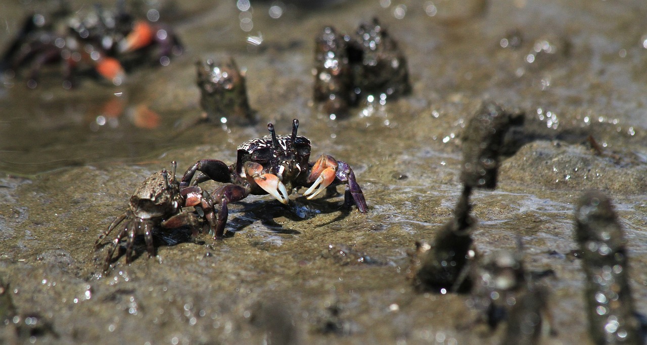crab mud river free photo