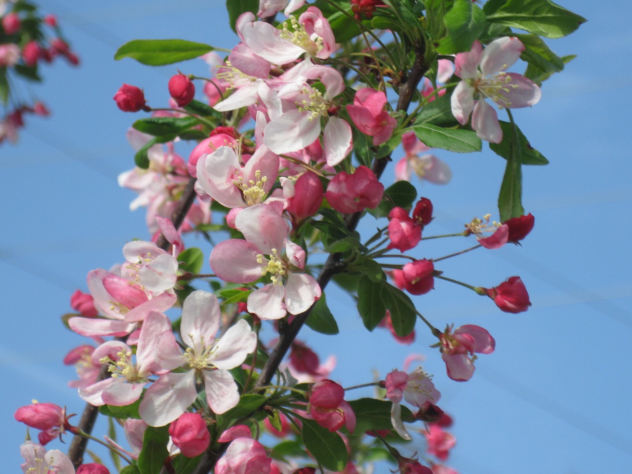 crab apple blooms spring free photo