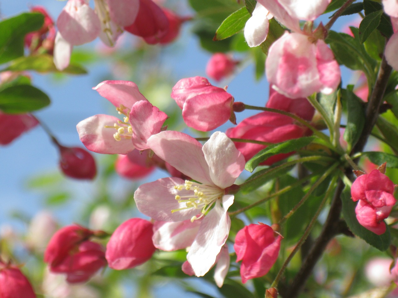 crab apple pink bloom free photo