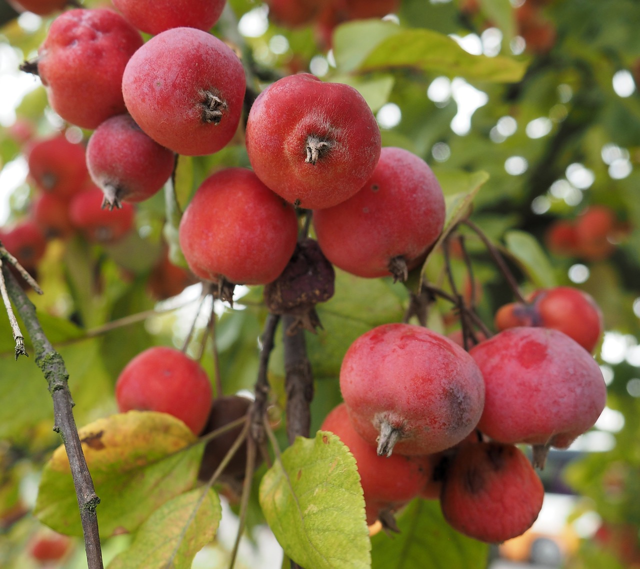 crab apple  fruit  botany free photo