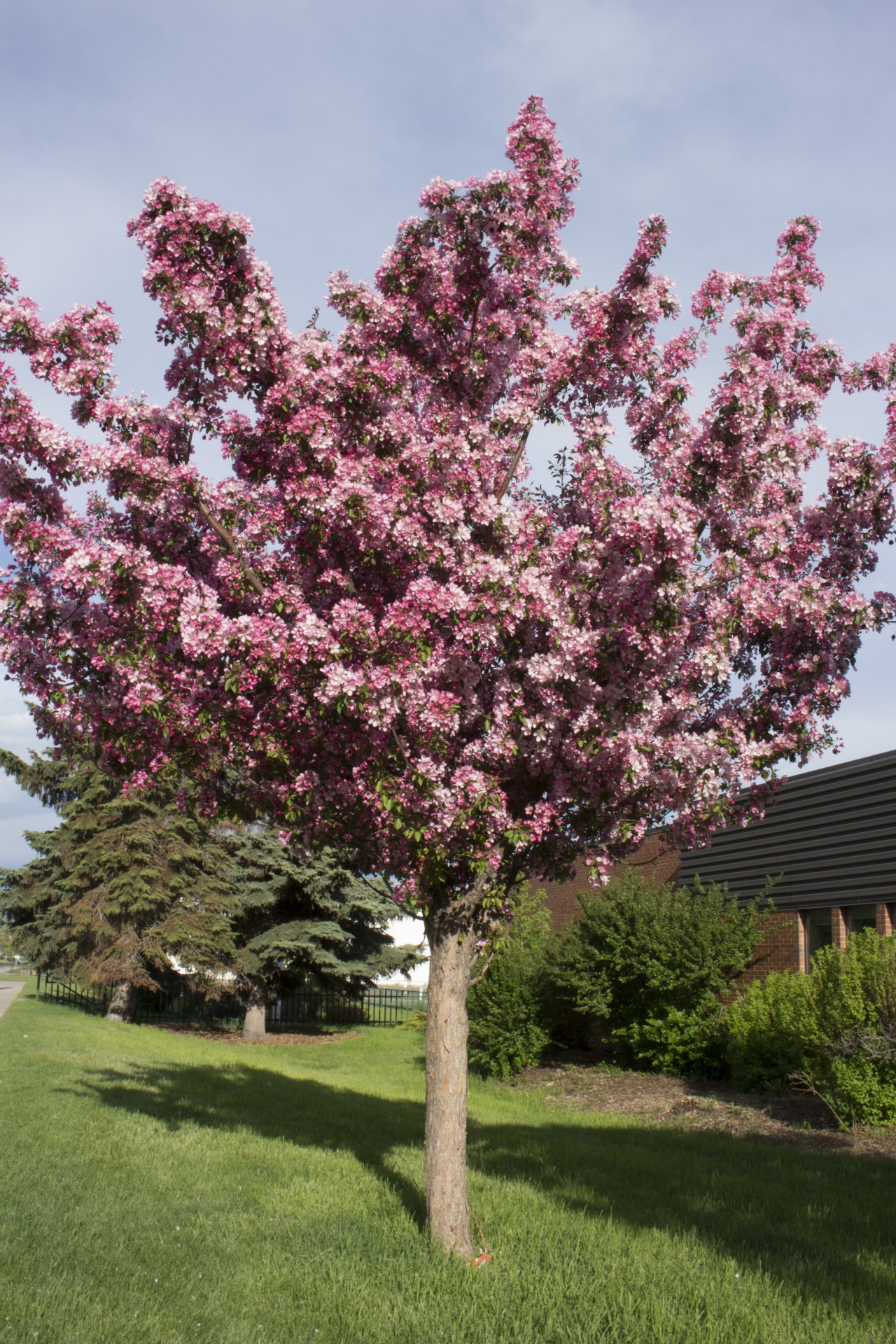 Яблоня флорибунда. Яблоня обильноцветущая Malus floribunda. Яблоня декоративная флорибунда. Яблоня малус флорибунда. Декоративная яблоня флорибунда Malus.