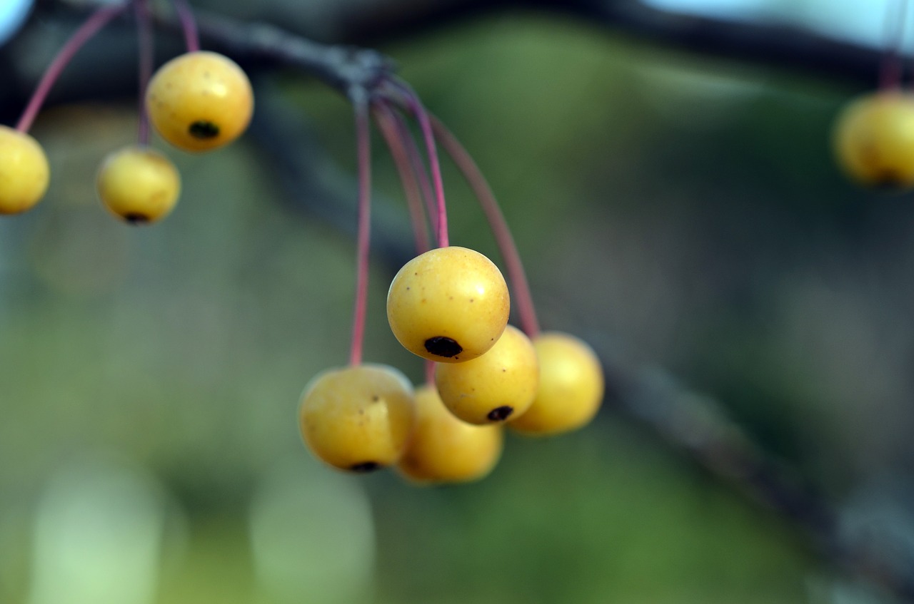 crab apples begonias cherry apple free photo