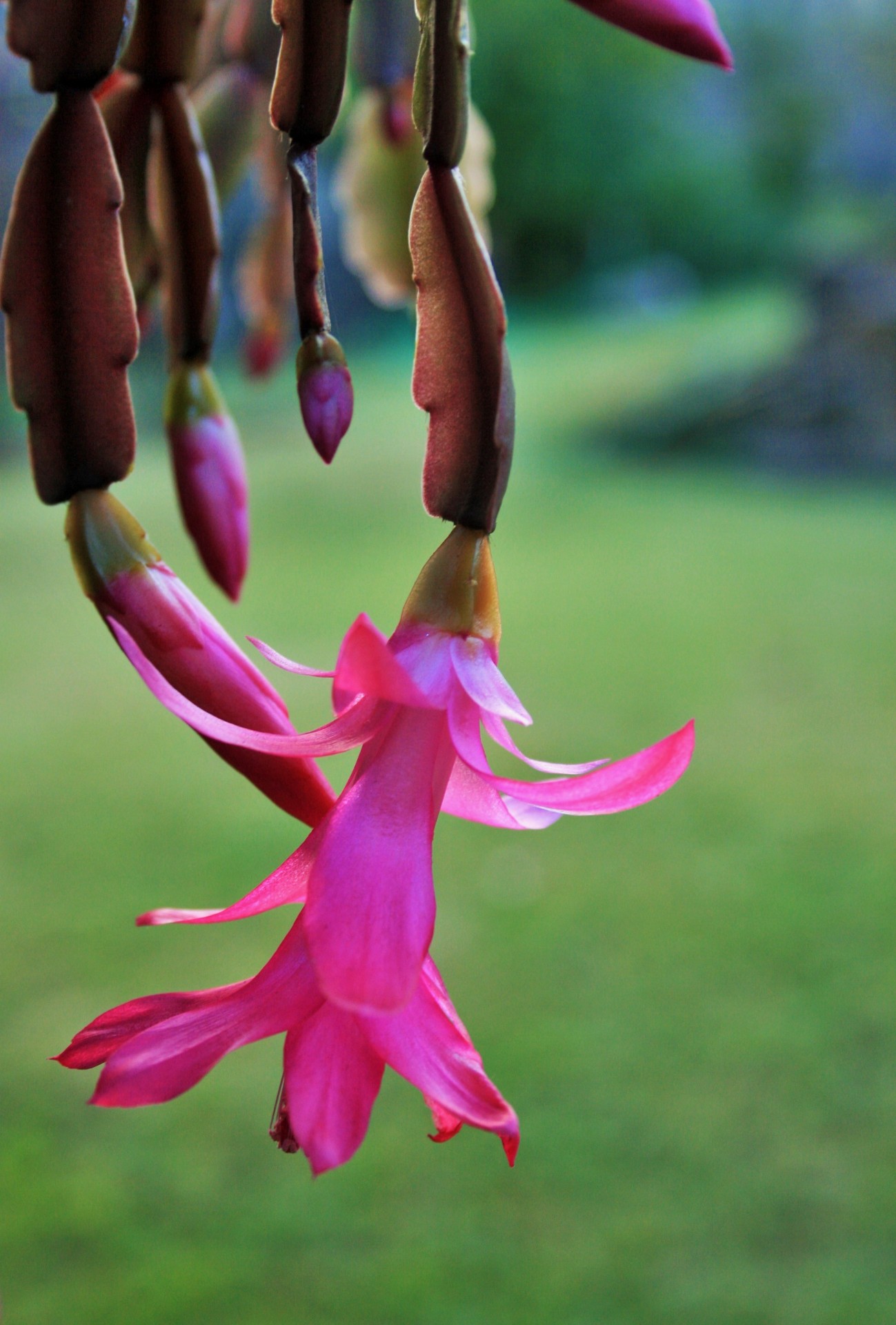 flower pink delicate free photo