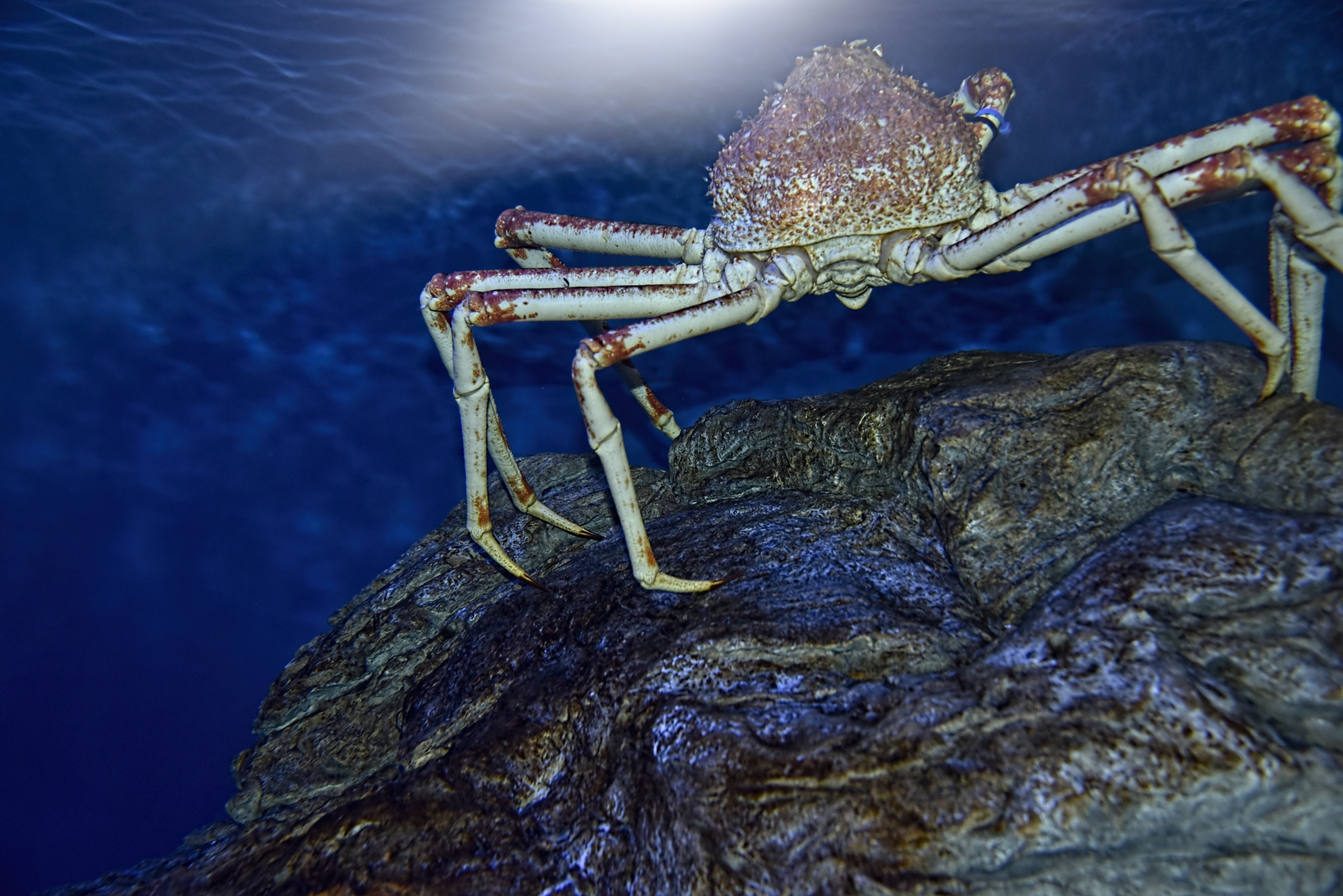 crab marine life rock free photo