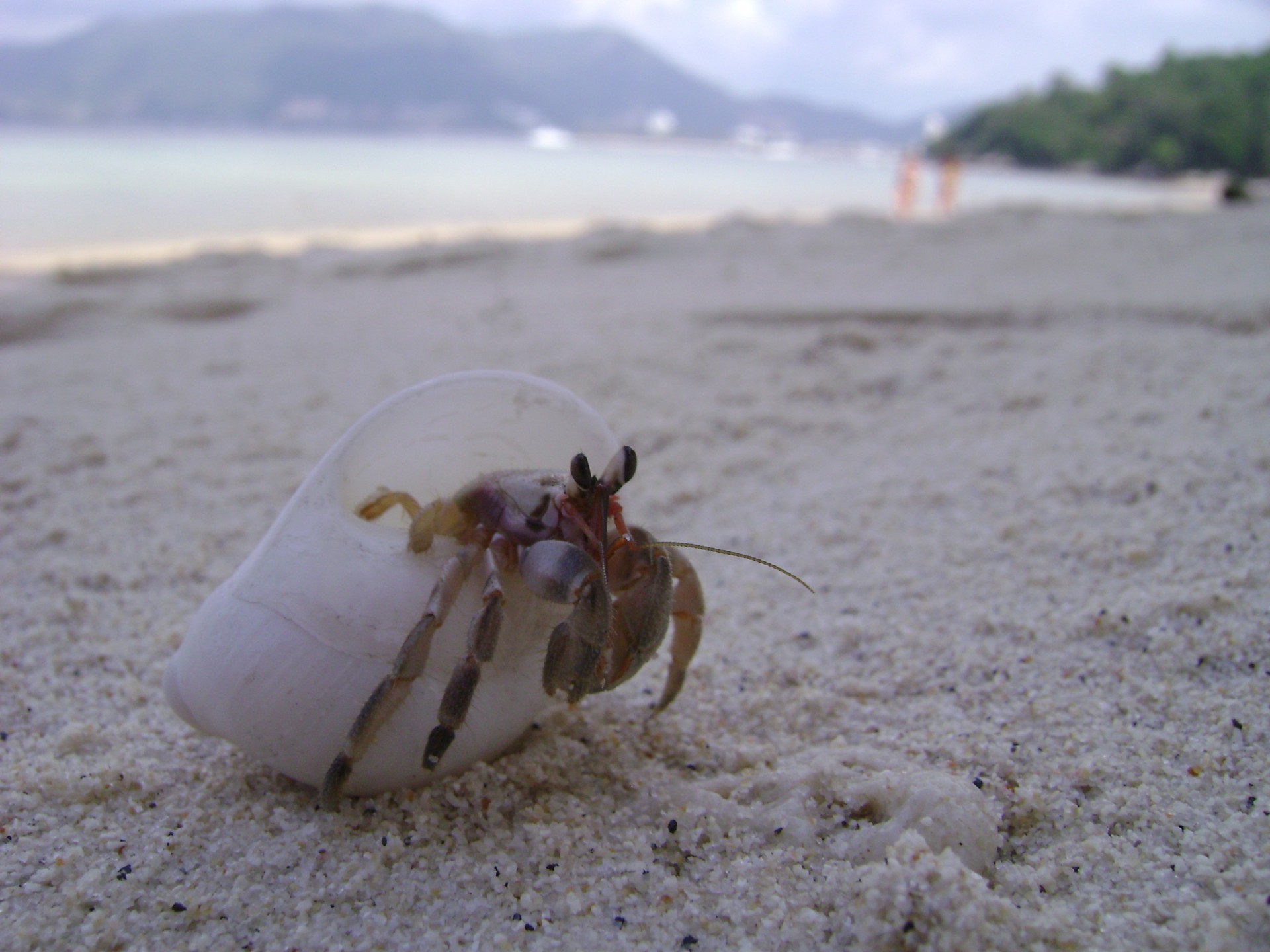 crab beach shell free photo