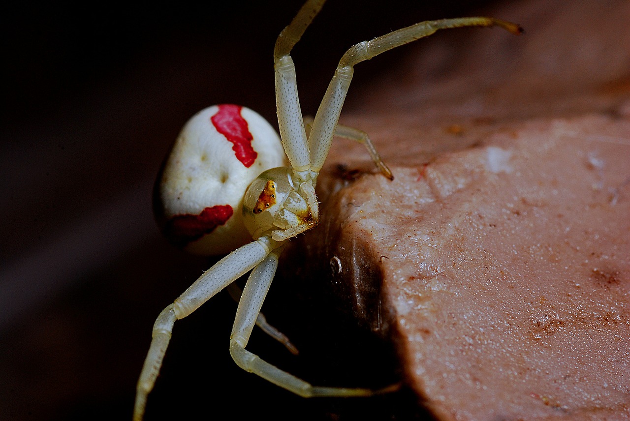 crab spider spider arachnid free photo