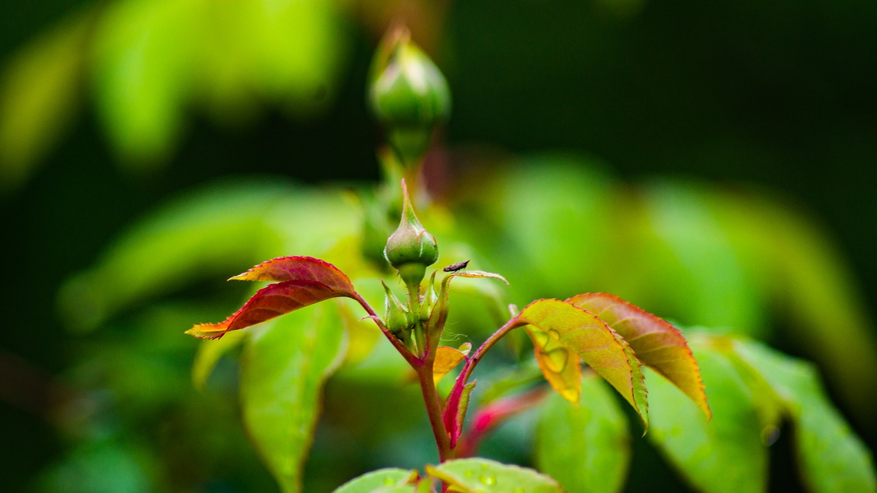 crabapple  bud  spring free photo