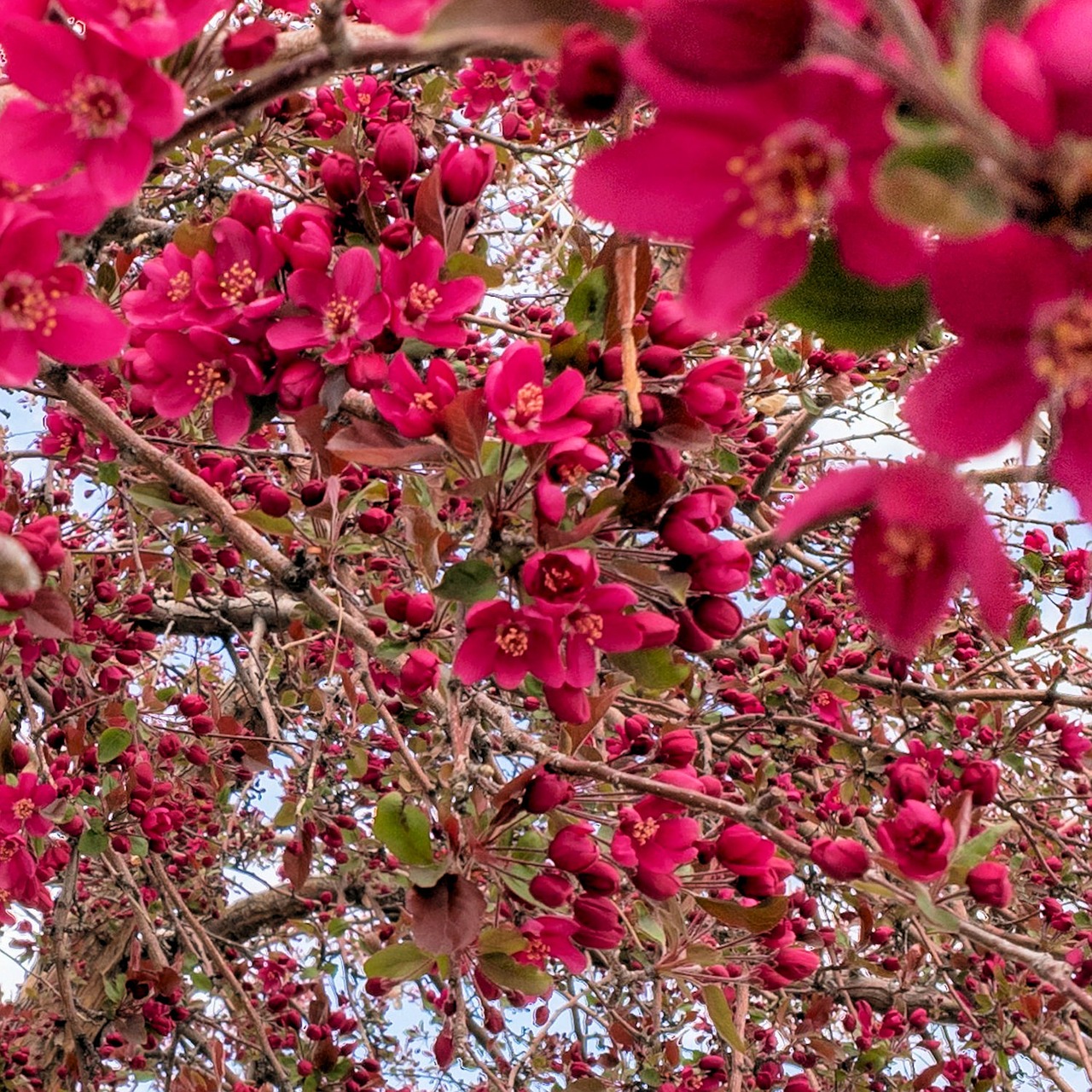crabapple  blossoms  tree free photo