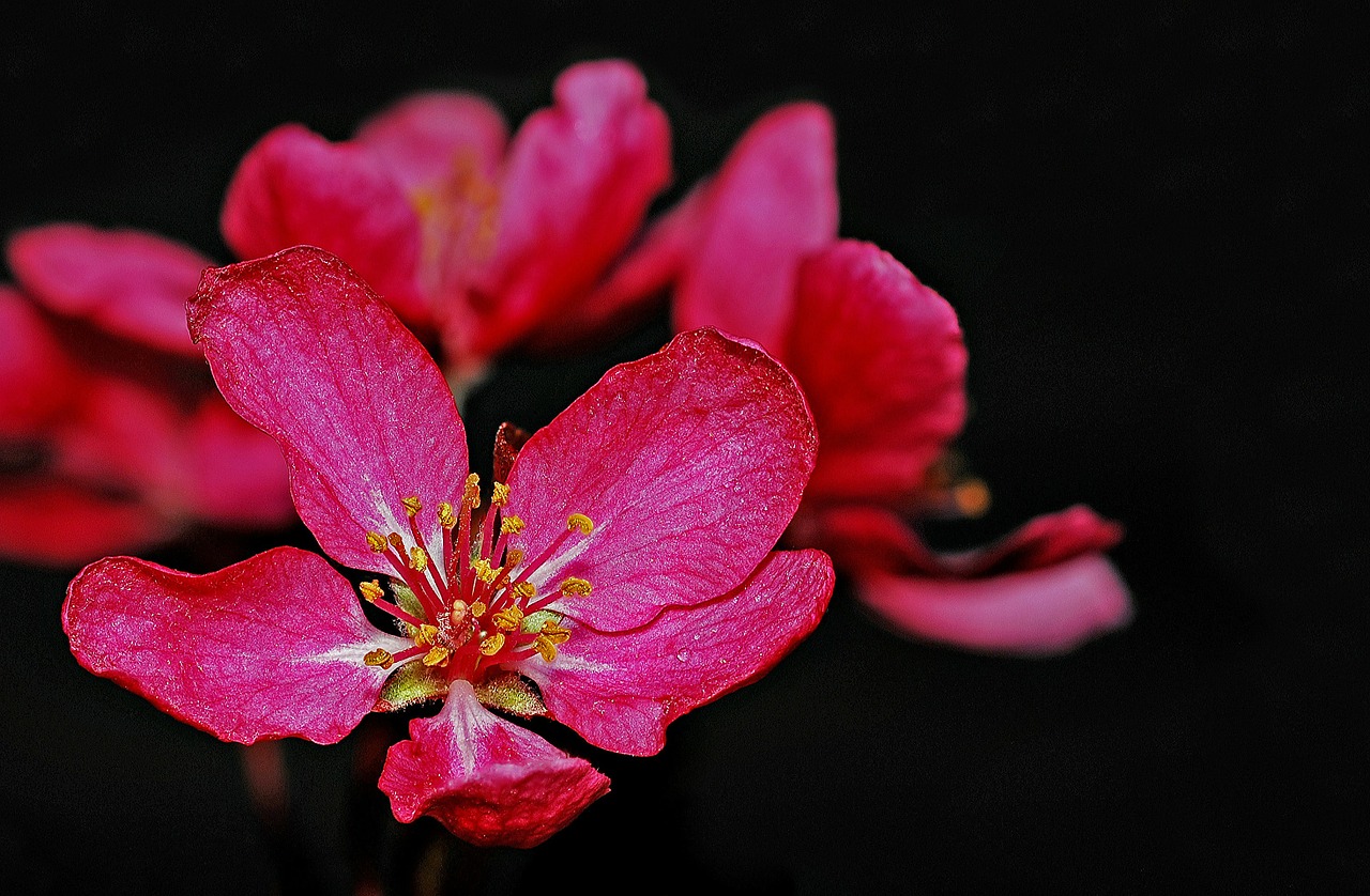crabapple flower tree free photo