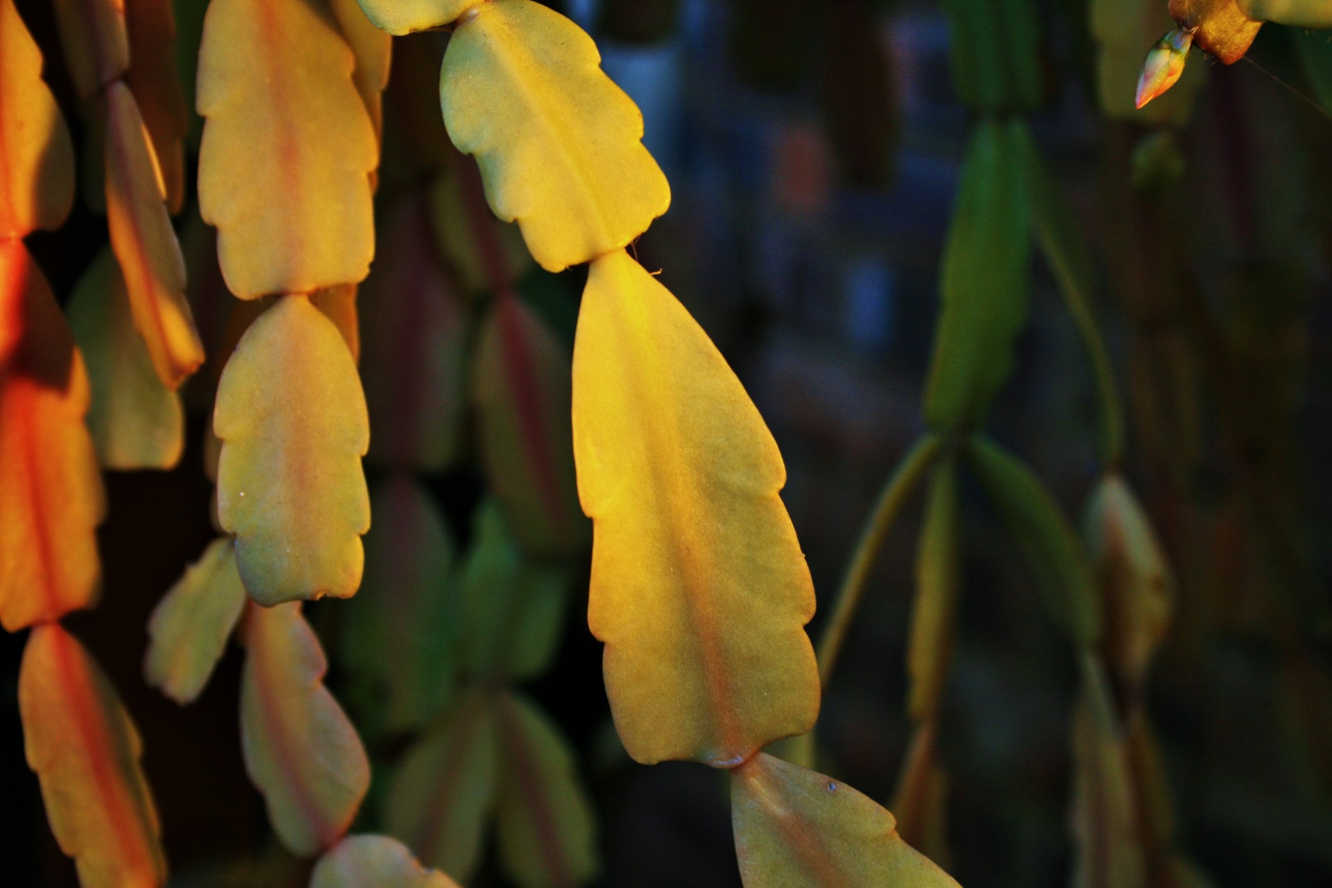 crabclaw succulent segmented free photo