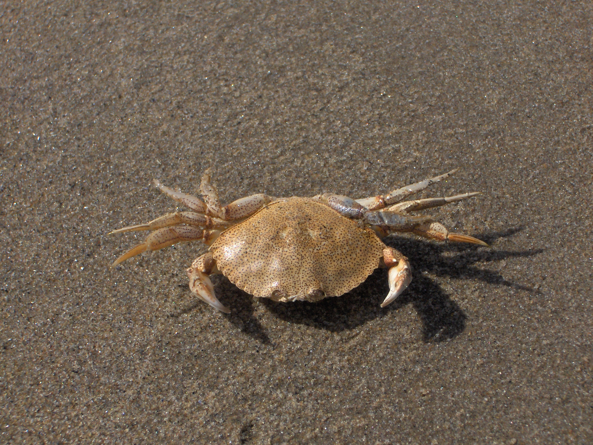 crab crustacean sand free photo