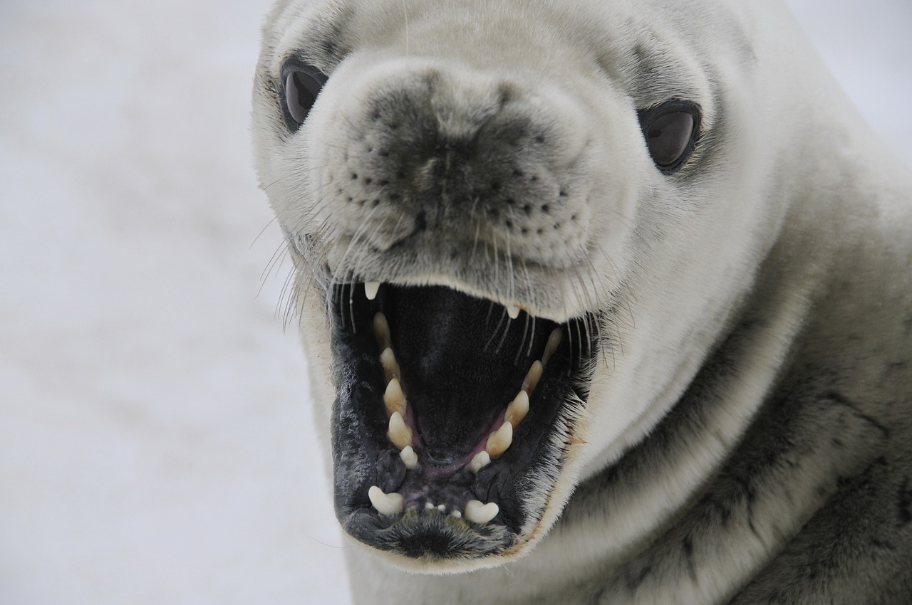 crabeater seal seal mammal free photo