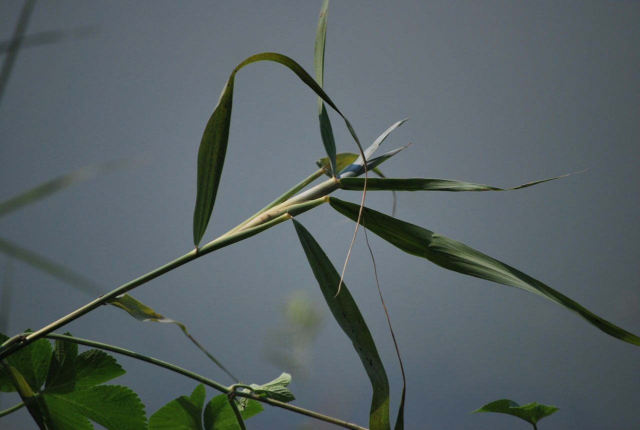 crabgrass grass weed free photo