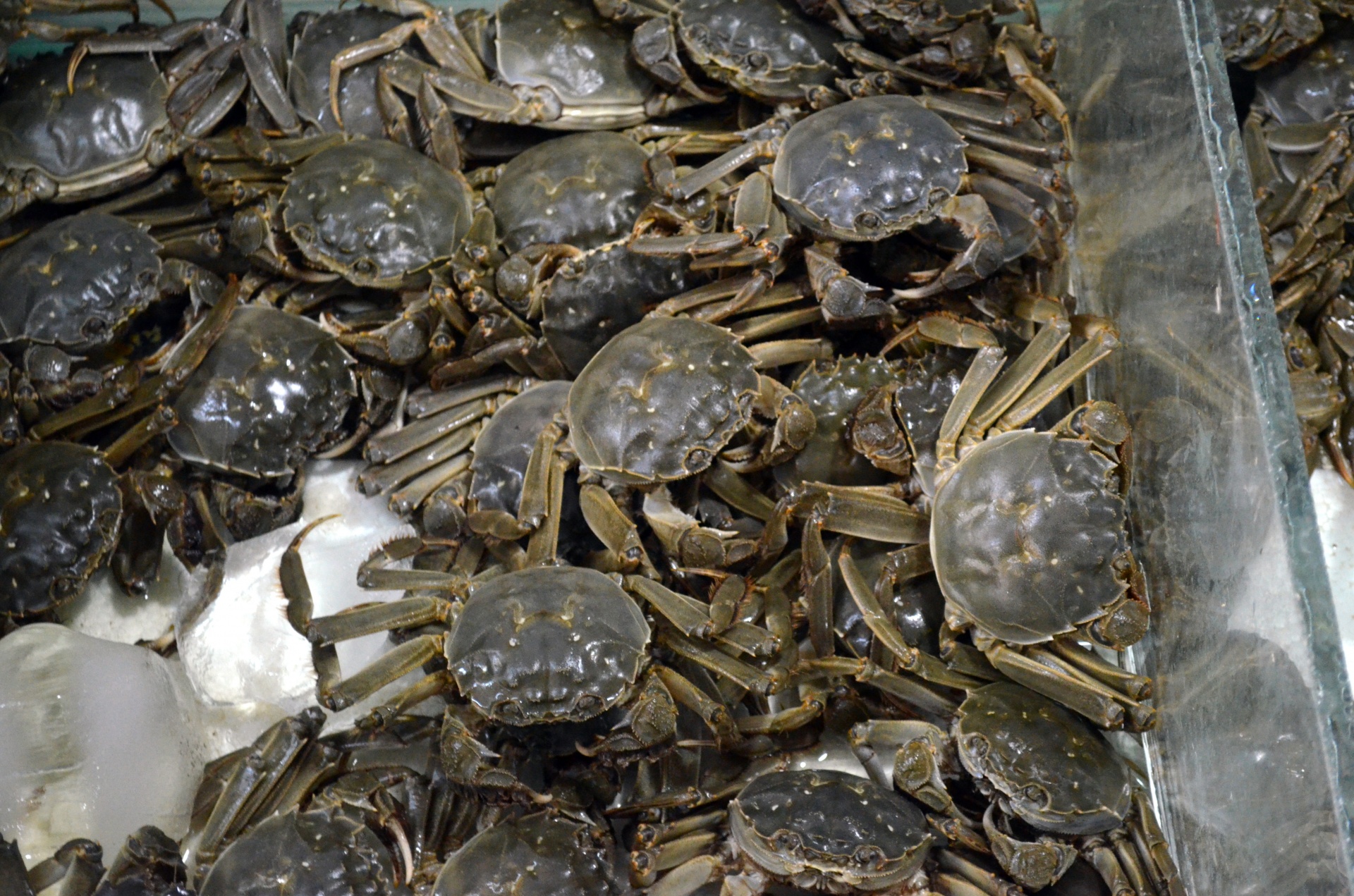 food seafood crabs free photo