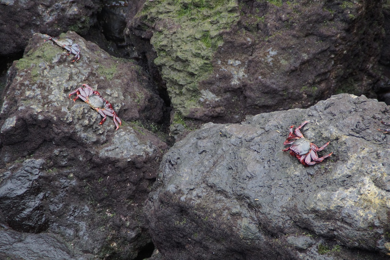 crabs rock bank free photo