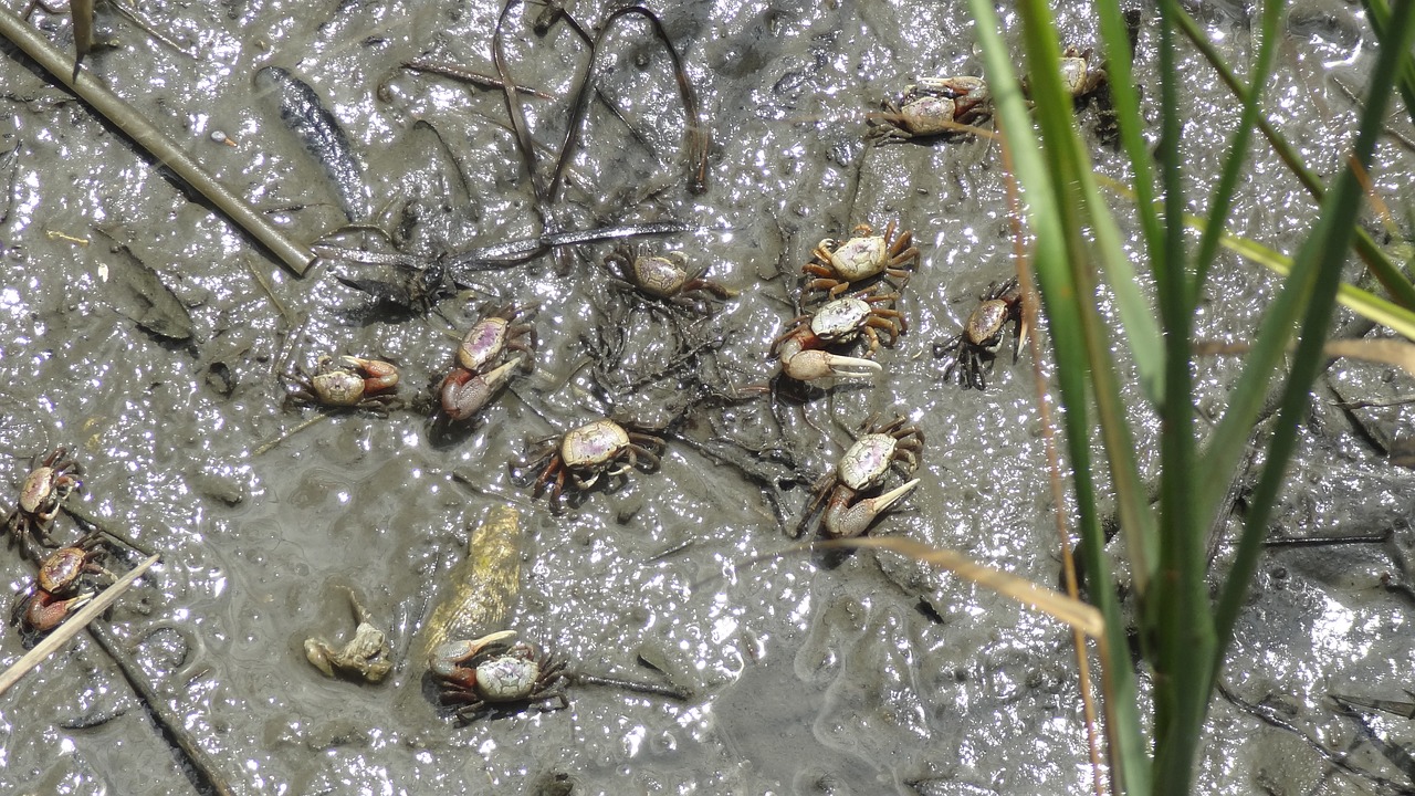 crabs mud crustacean free photo