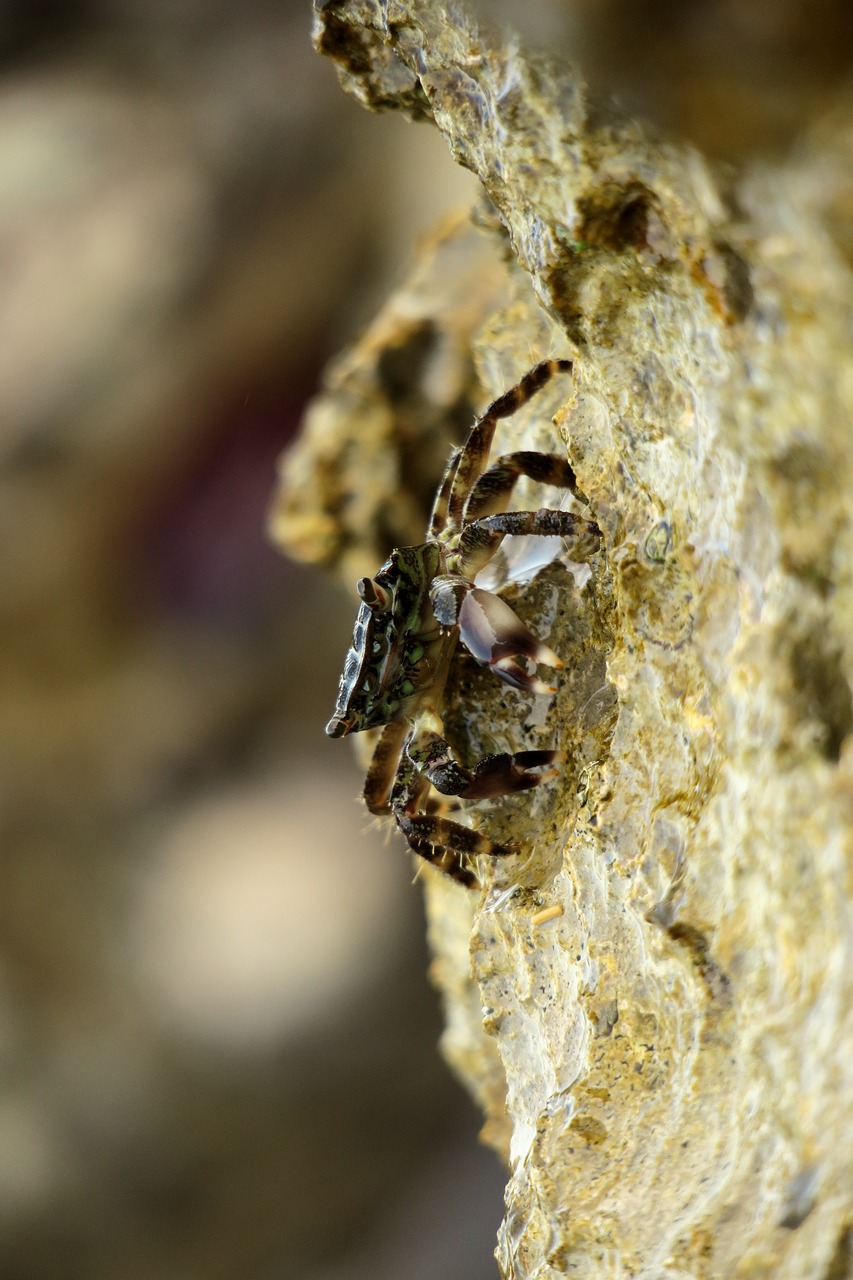 crabs  mediterranean  istria free photo