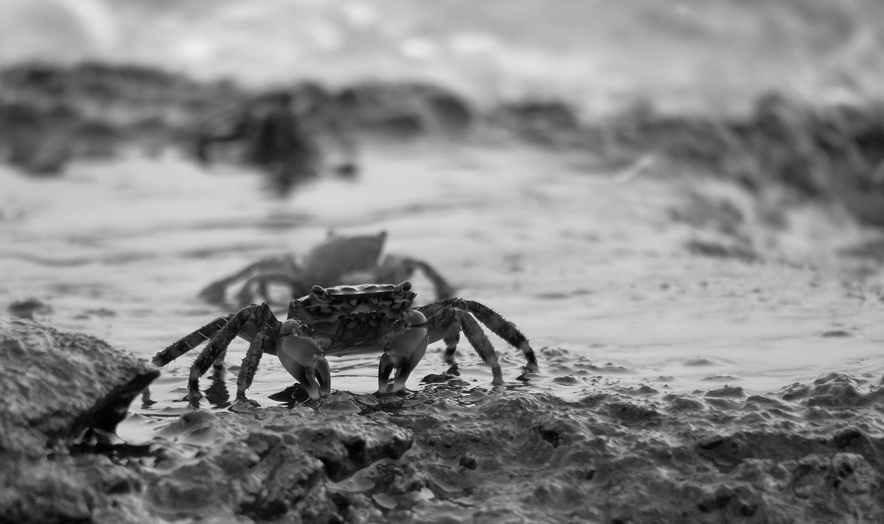 crabs  mediterranean  istria free photo