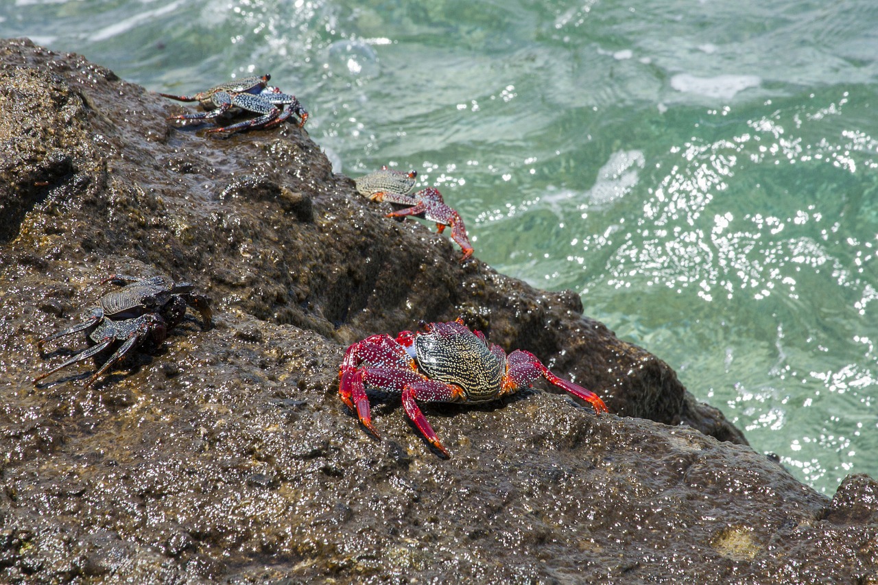 crabs ocean beach free photo