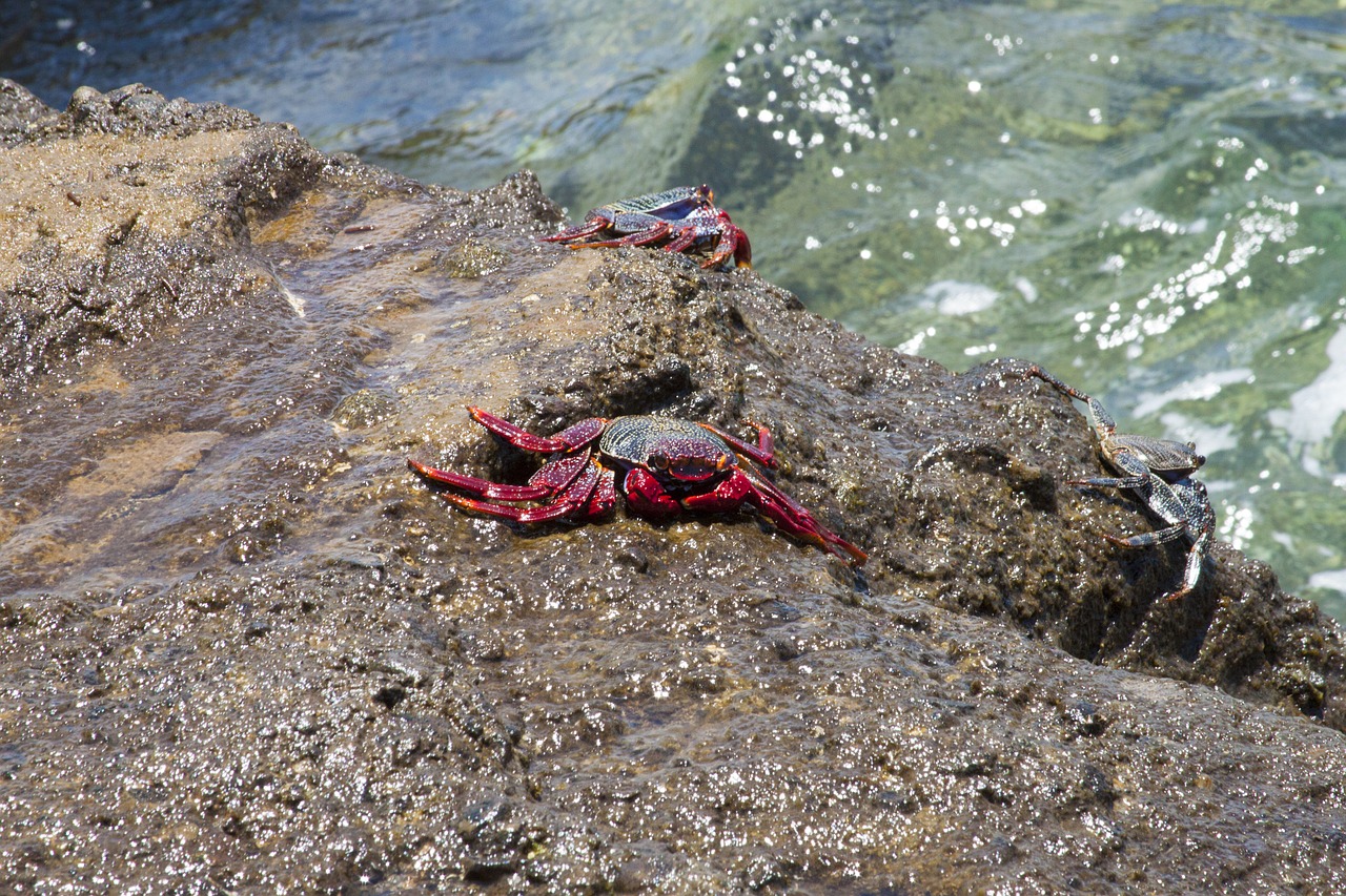 crabs ocean beach free photo