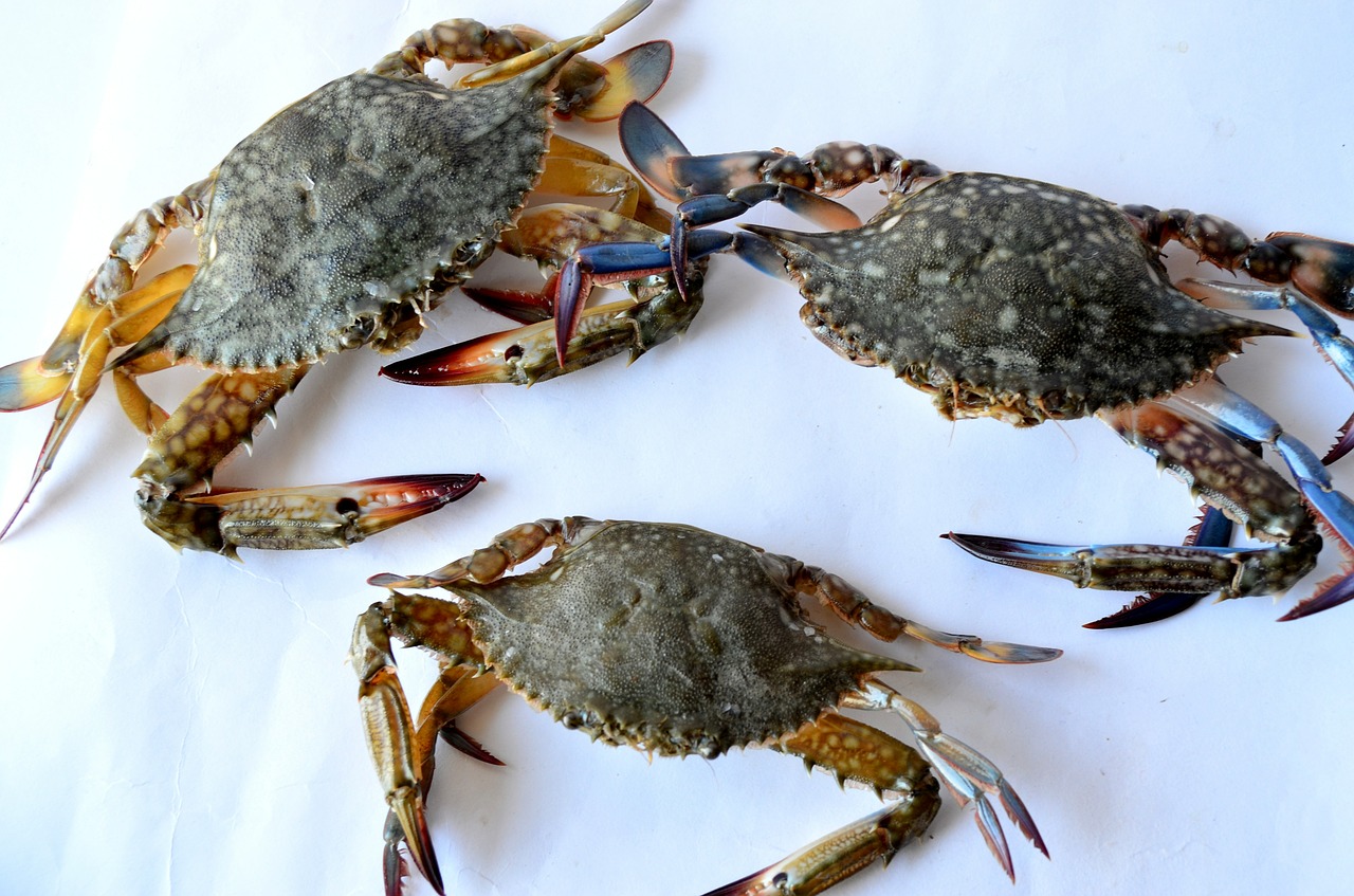 crabs sea food seafood free photo
