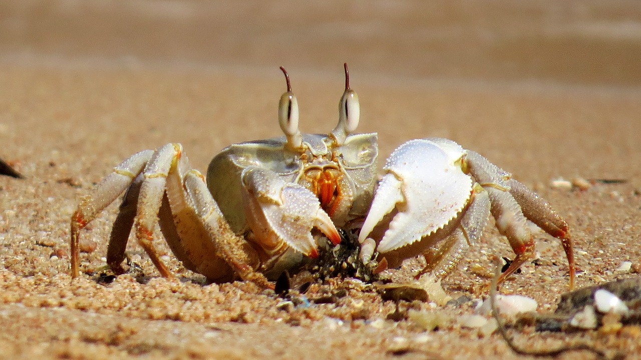 crabs crab sea free photo