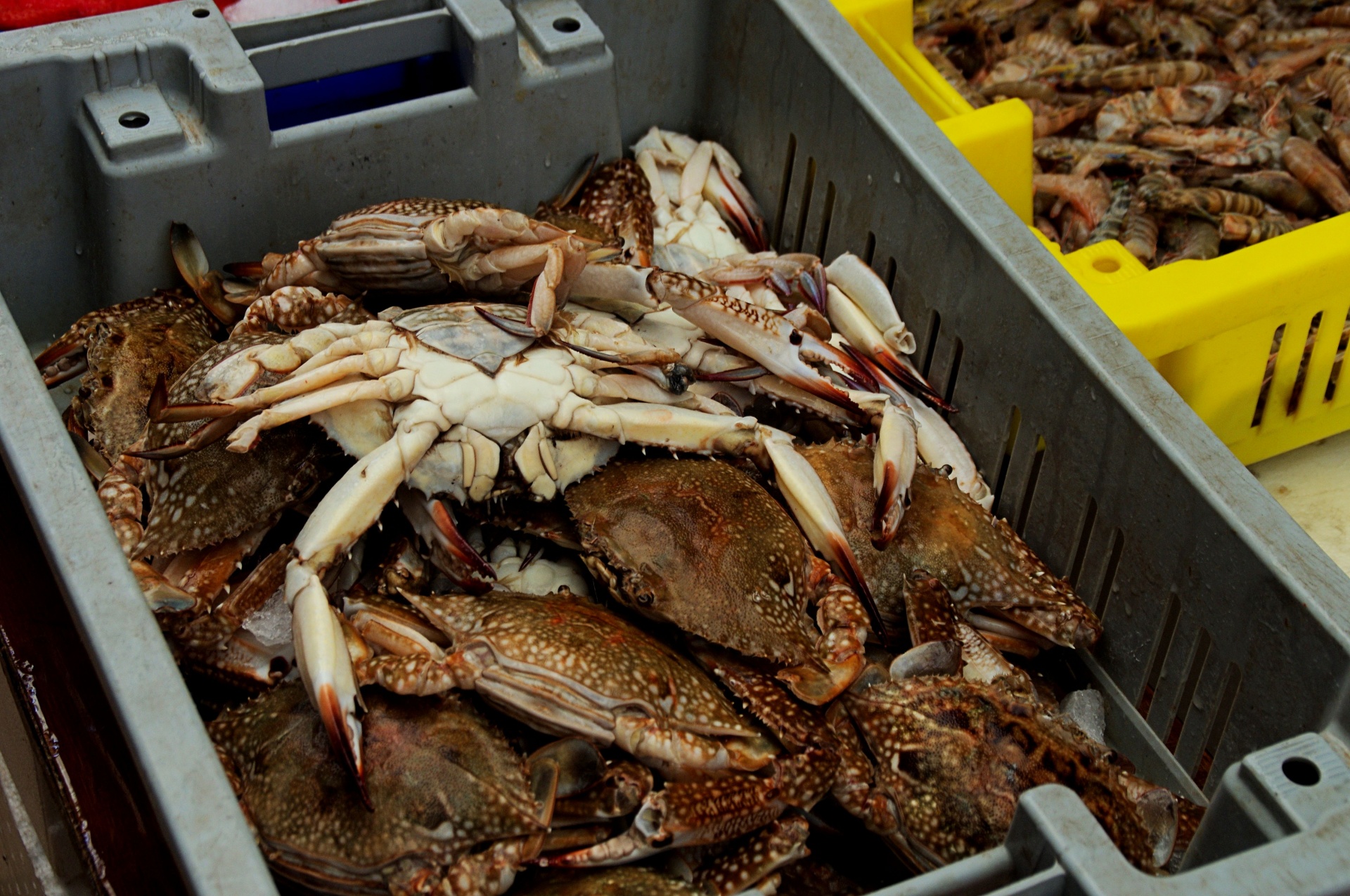 crabs fish market fresh free photo