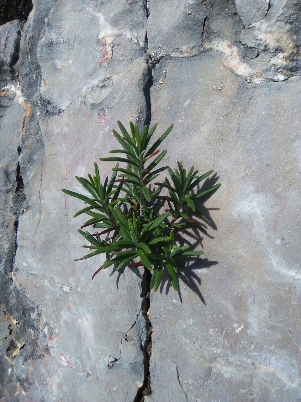 crack rosemary survival free photo