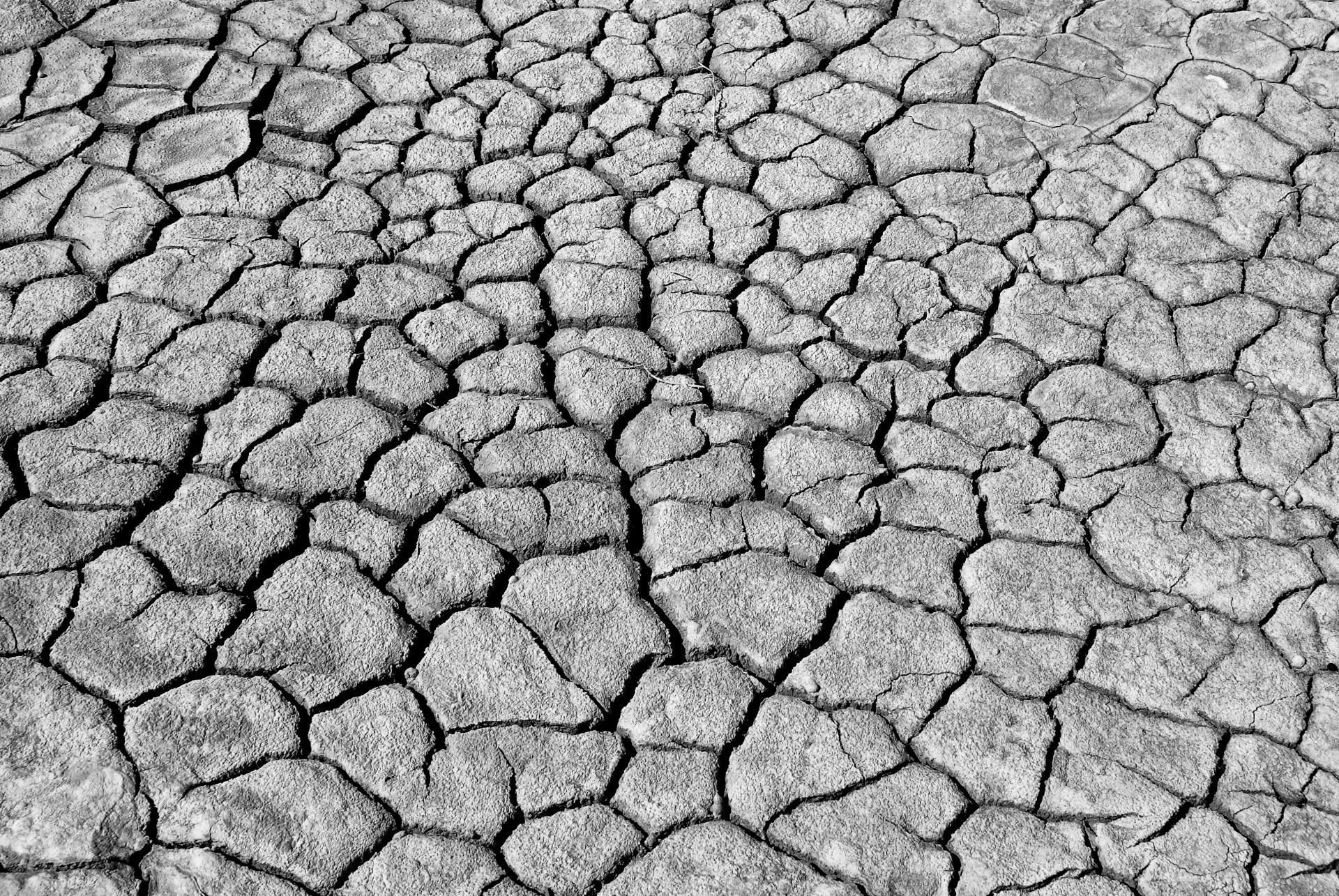 Royalty-Free photo: White cracked soil