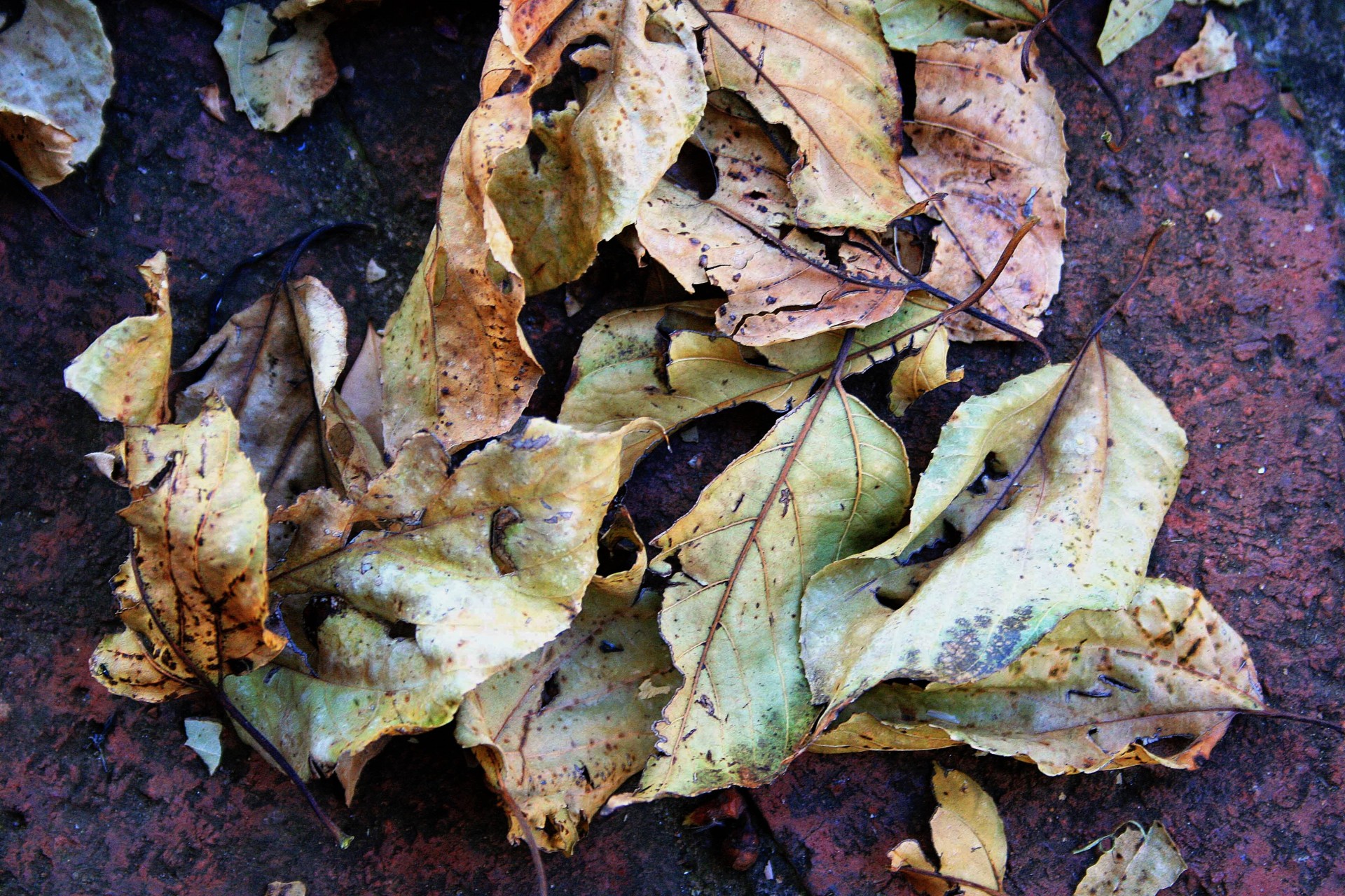 Leaves,dead,brown,brittle,faded - free image from needpix.com