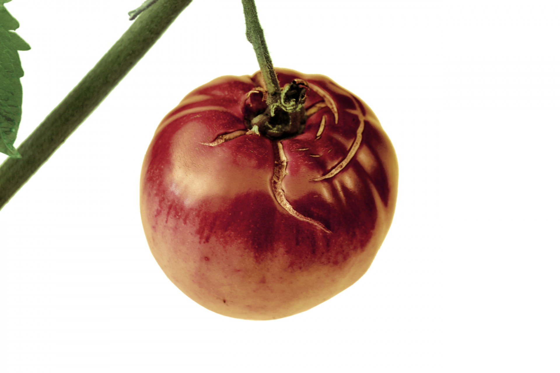 tomato ripe overripe free photo