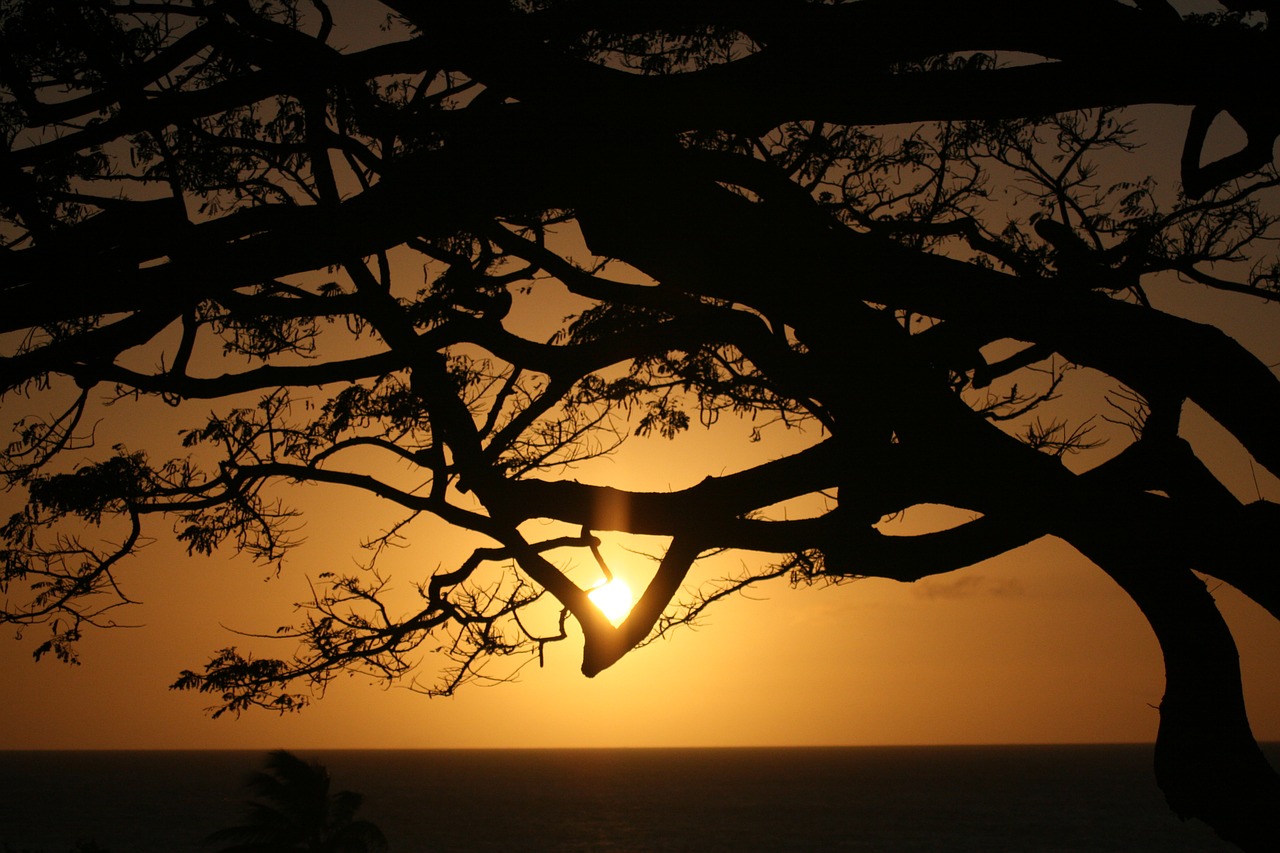 cradle of life  hawaii  maui free photo