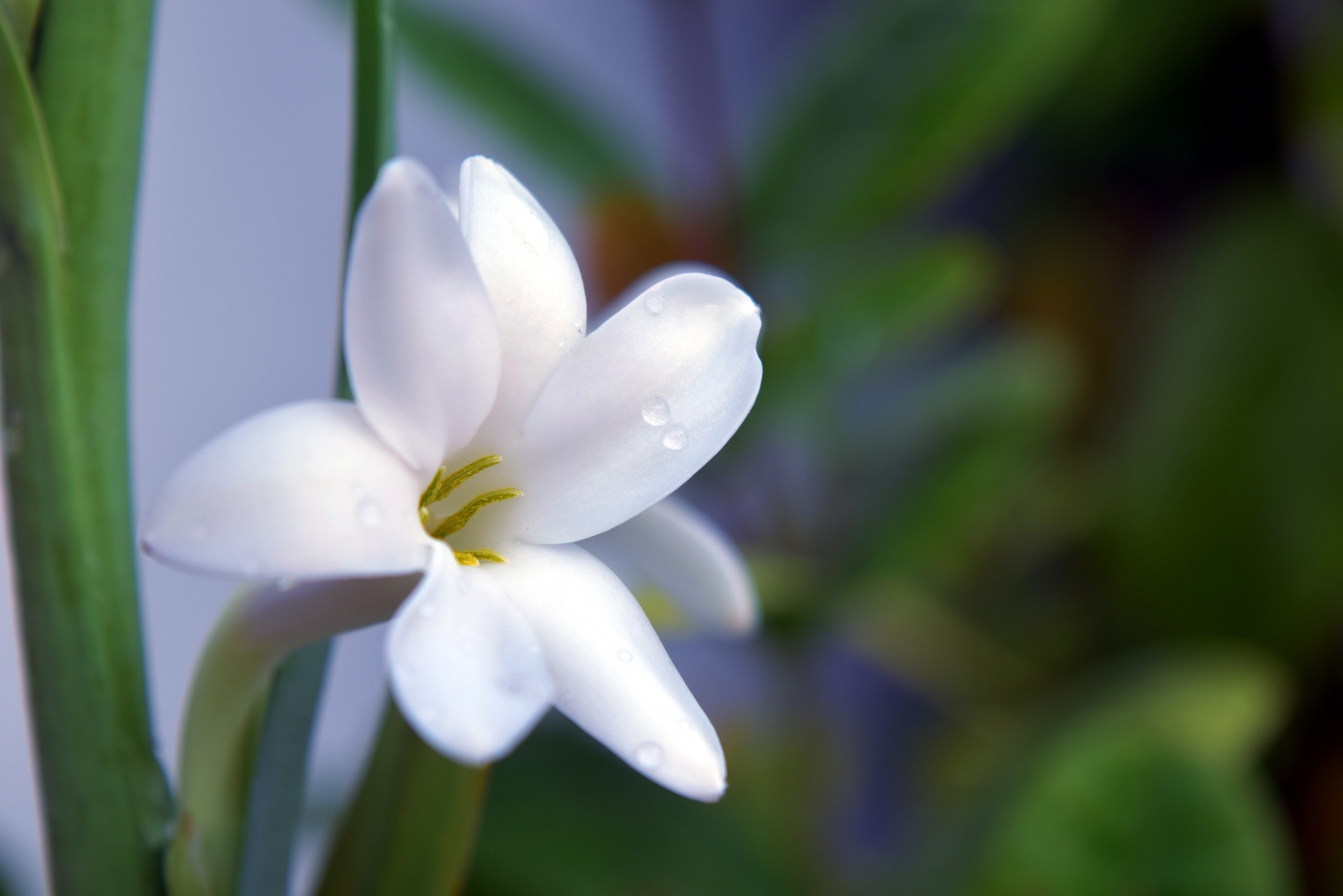 flower white petals free photo