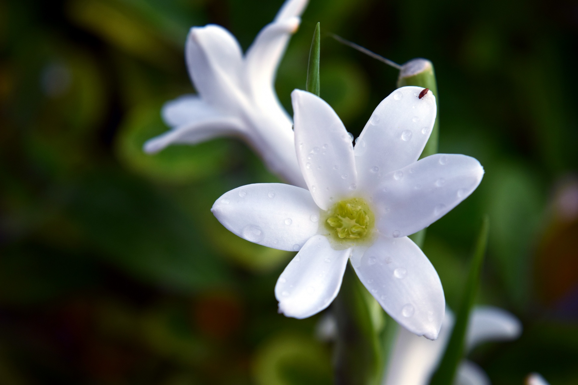 flower white petals free photo