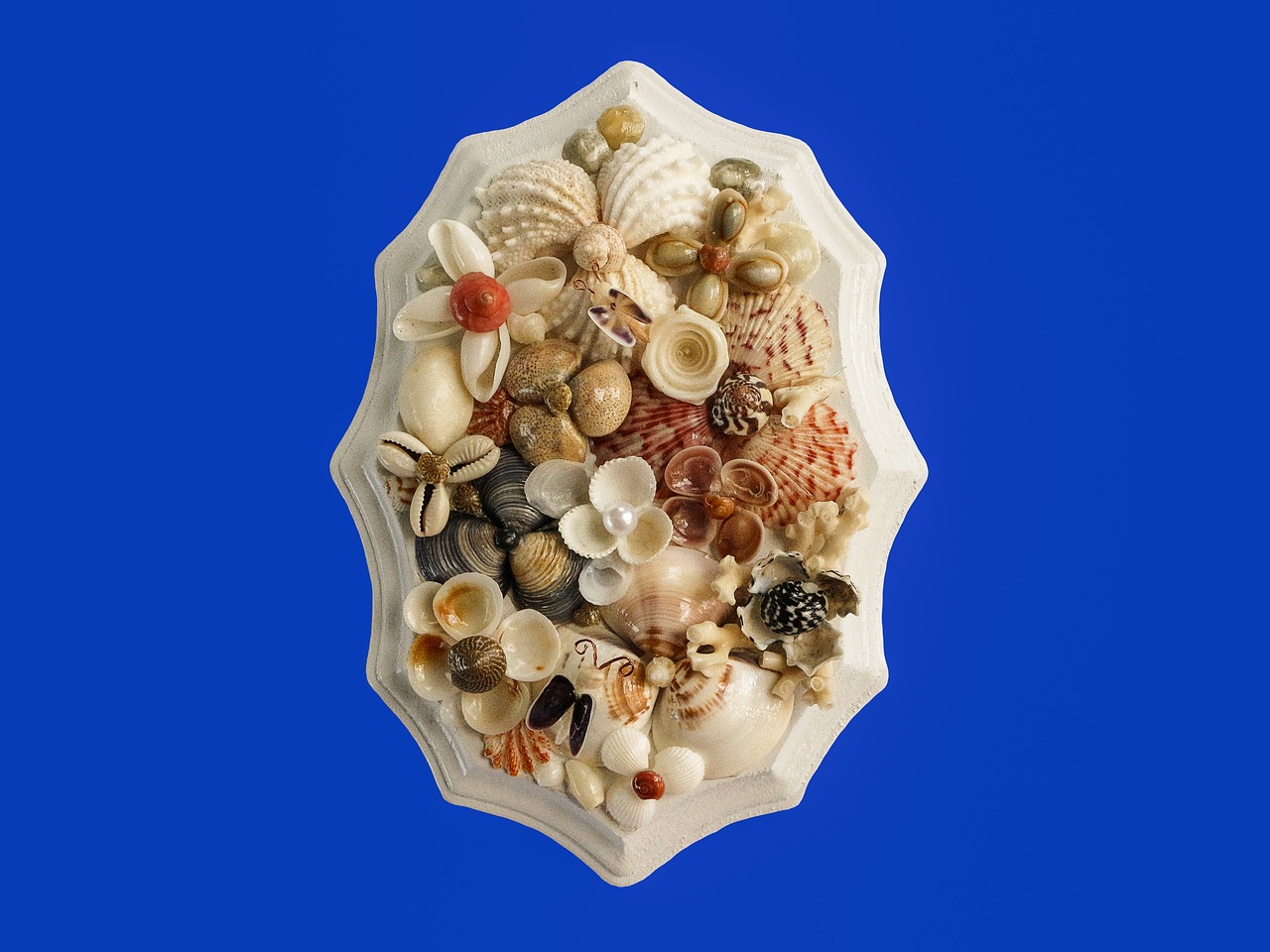 crafts sea shells art free photo