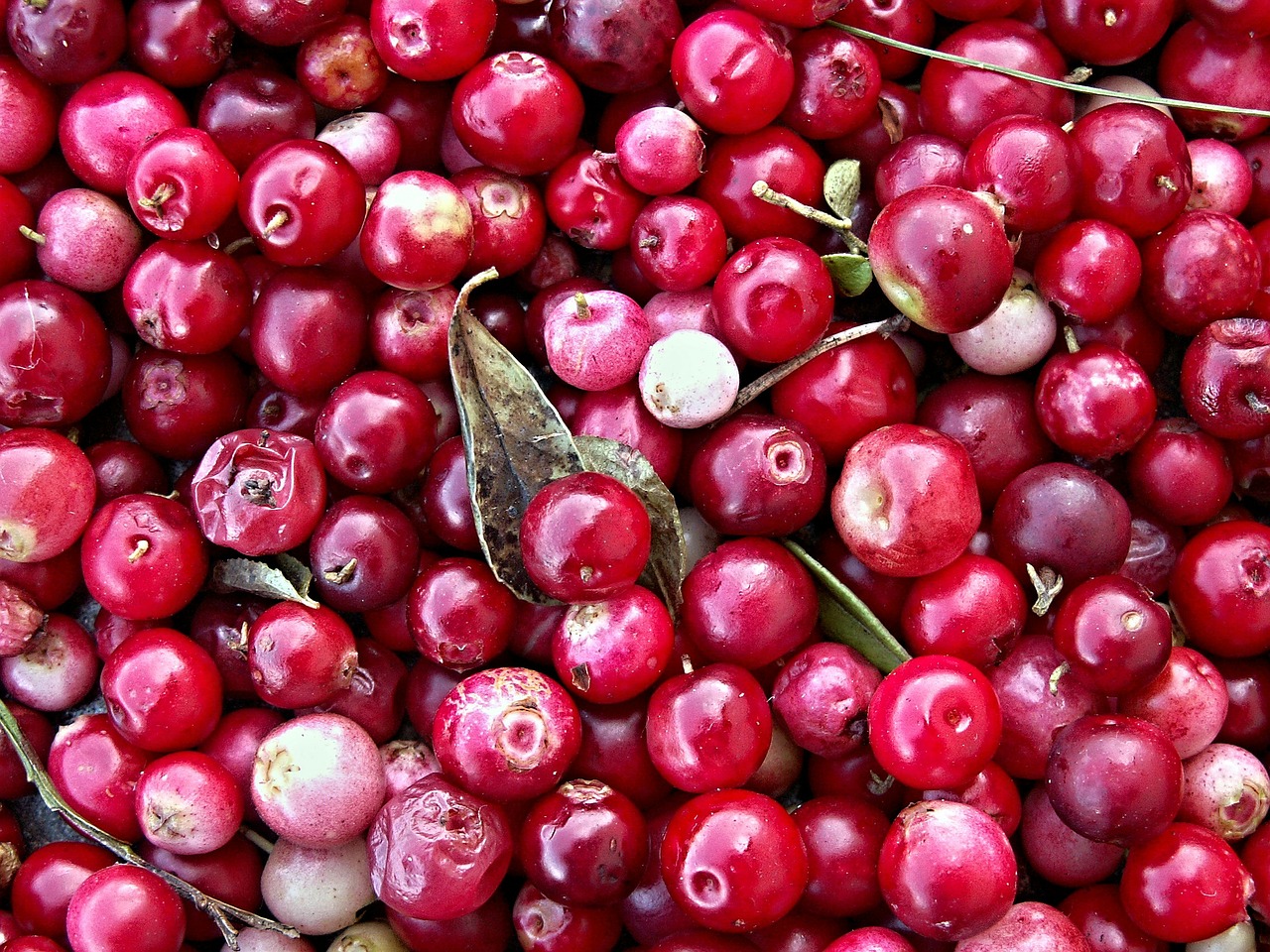 cranberries black berry forest fruit free photo