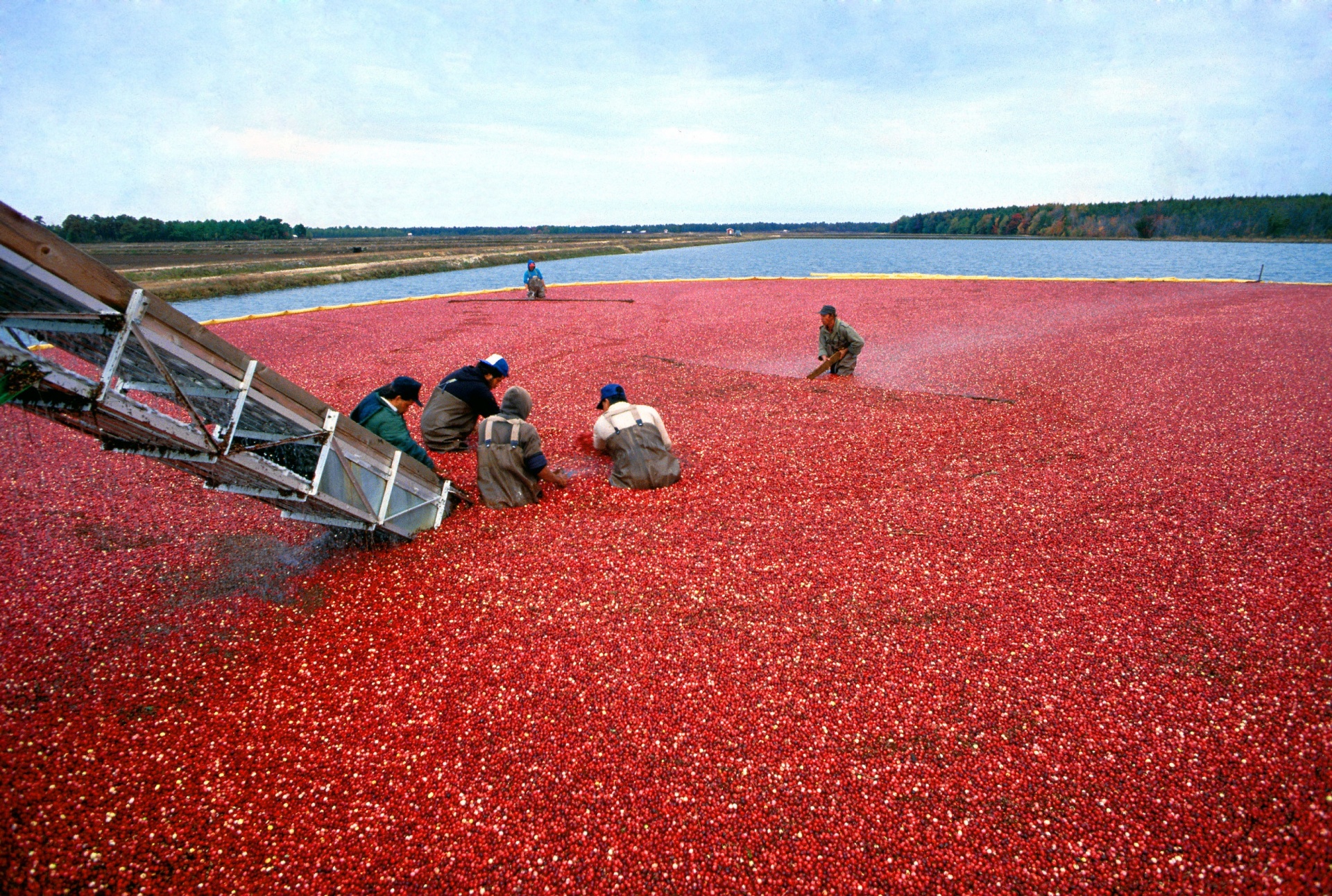 cranberries bog water free photo