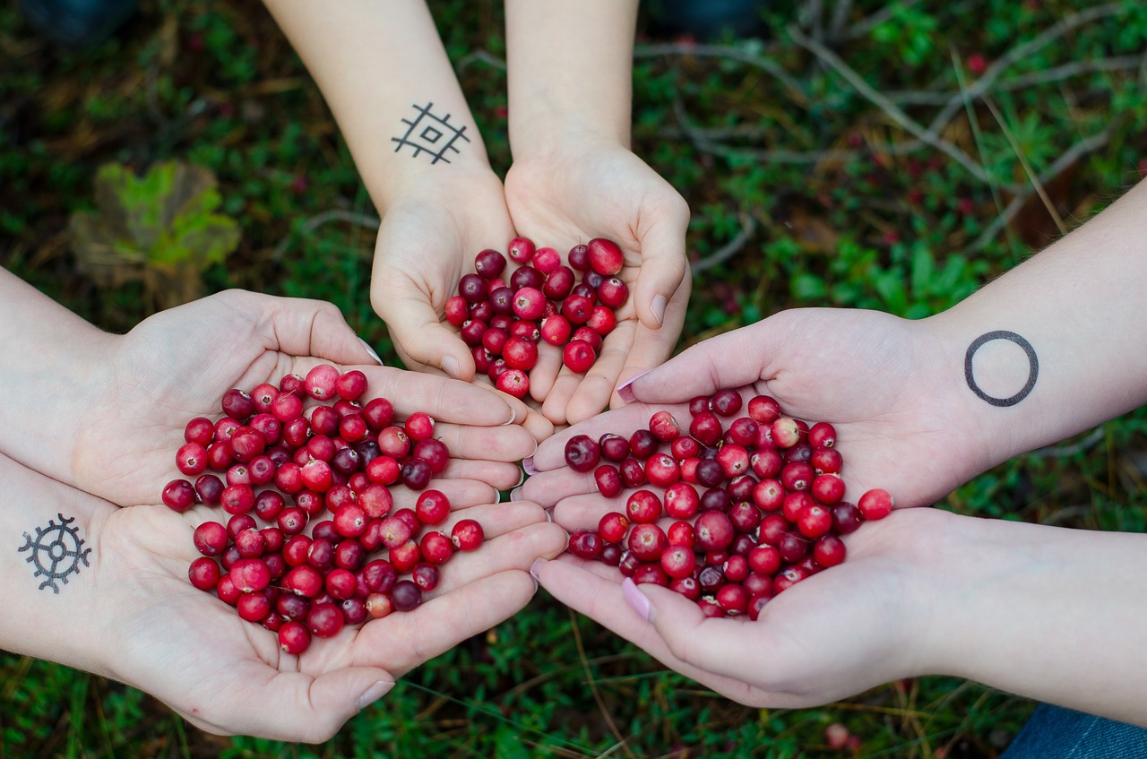 cranberries berries swamp free photo