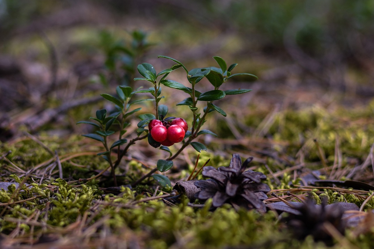 cranberries berries forest floor free photo