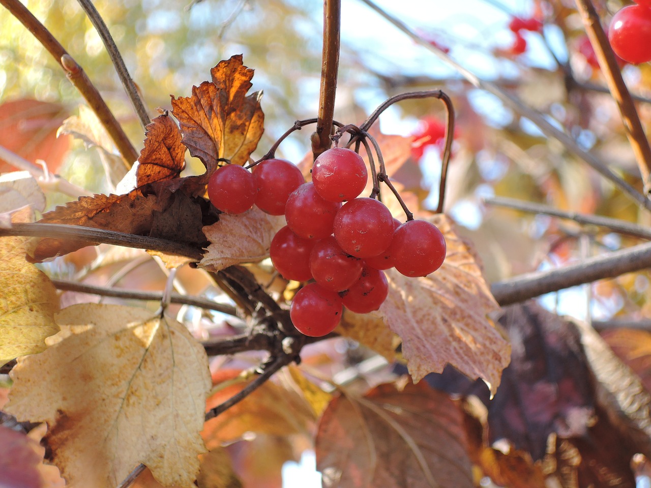 cranberries  berry  autumn free photo