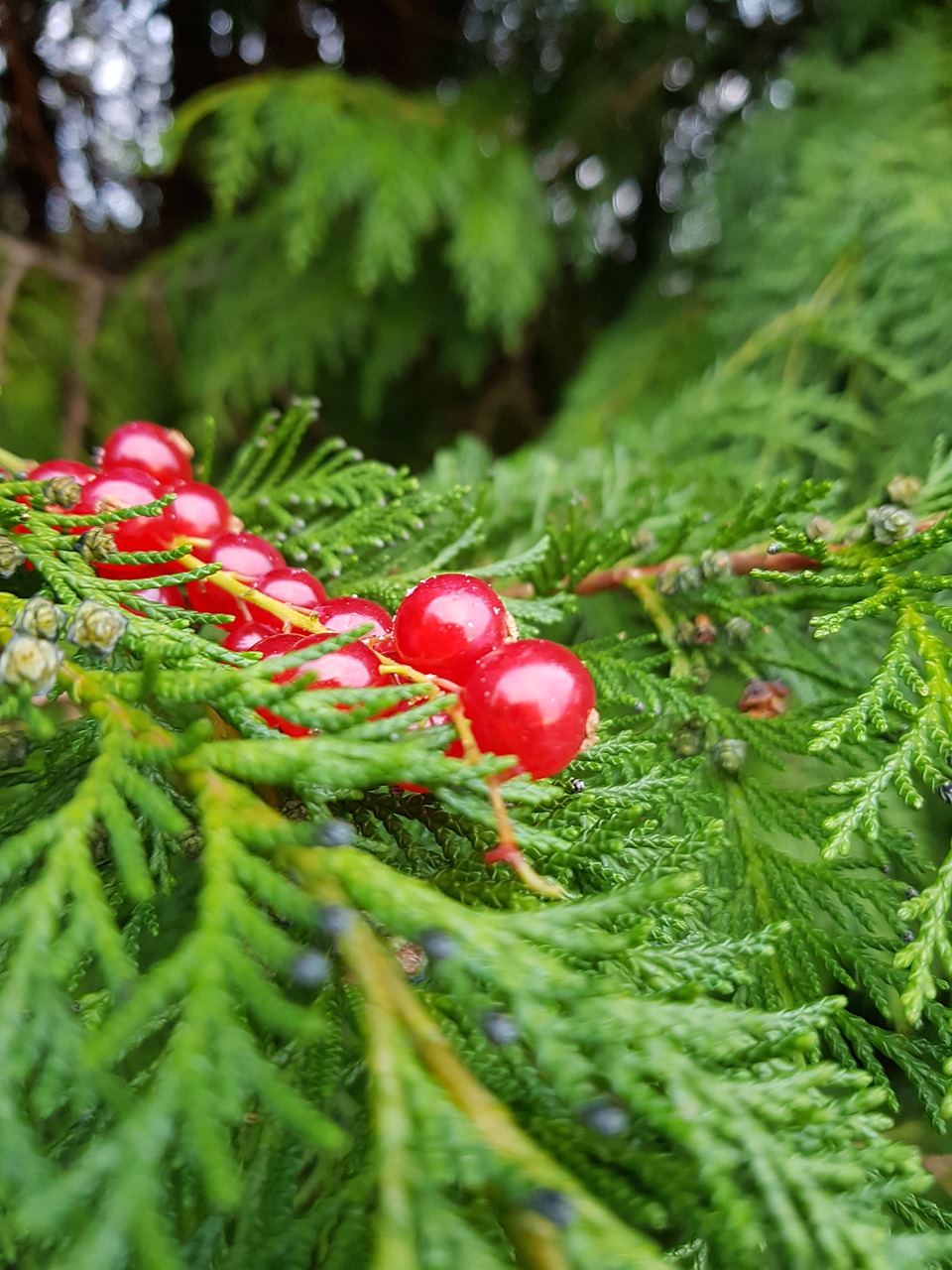 cranberries  christmas  fern free photo
