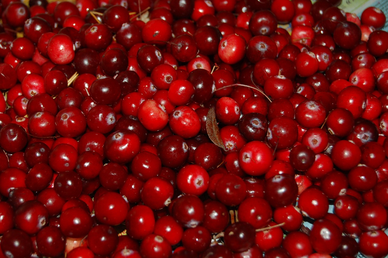 cranberries berry red free photo