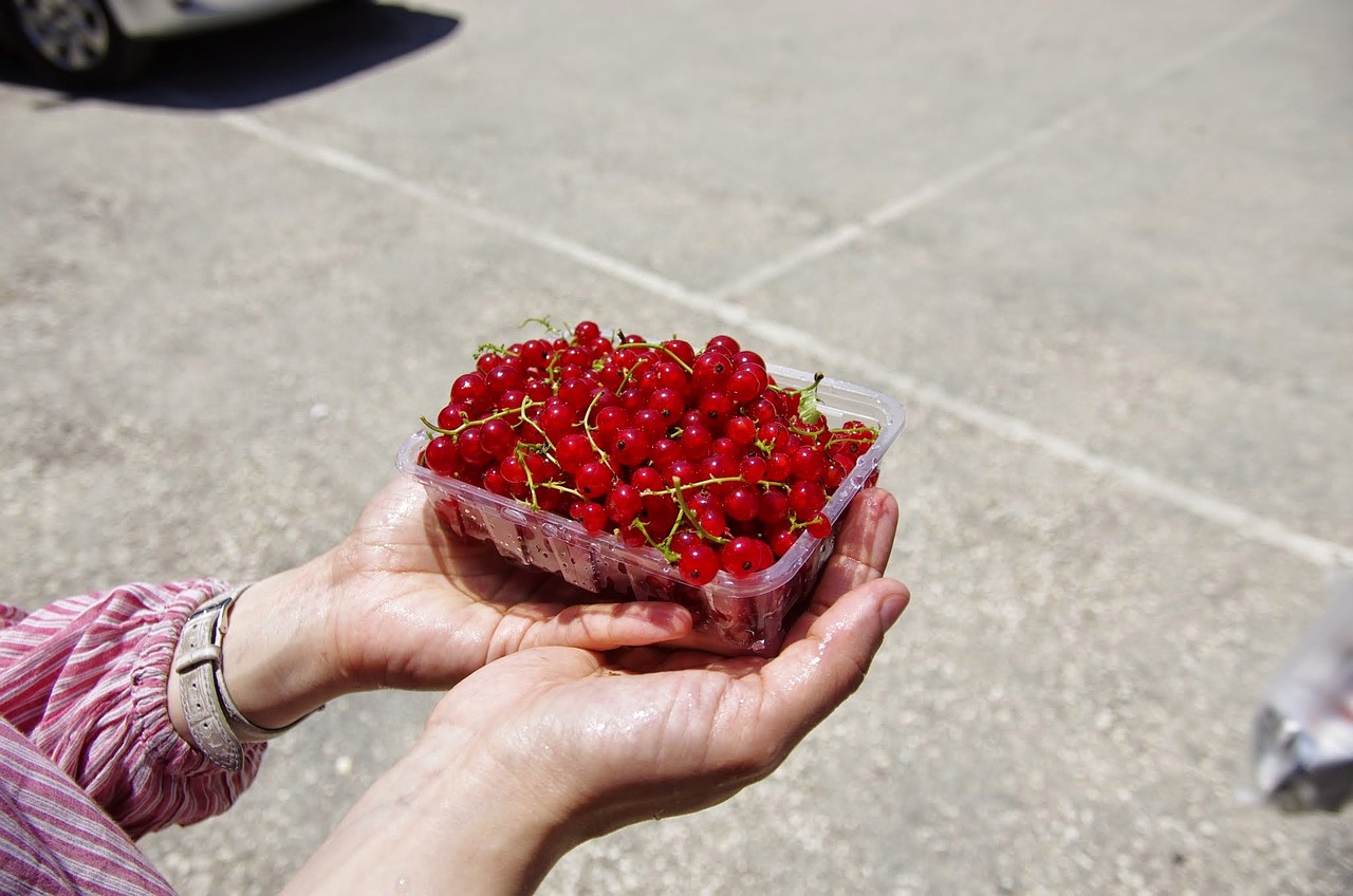 cranberry fruit fresh free photo