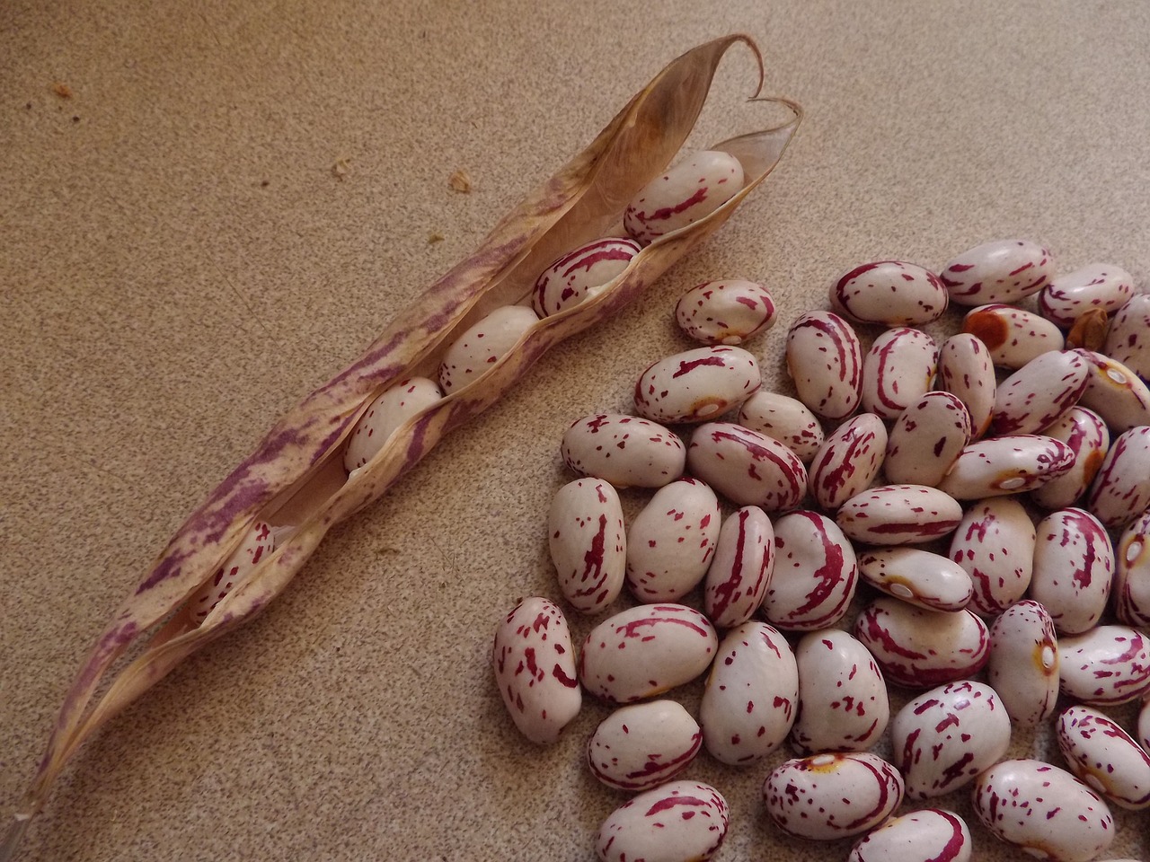 cranberry beans food free photo