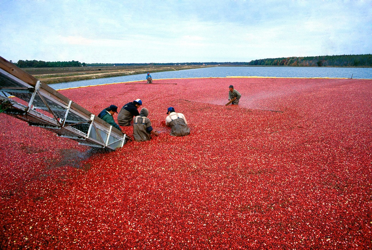 cranberry harvest red free photo