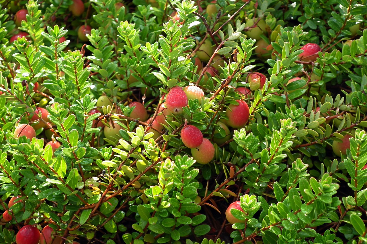 cranberry  plants  fruit free photo