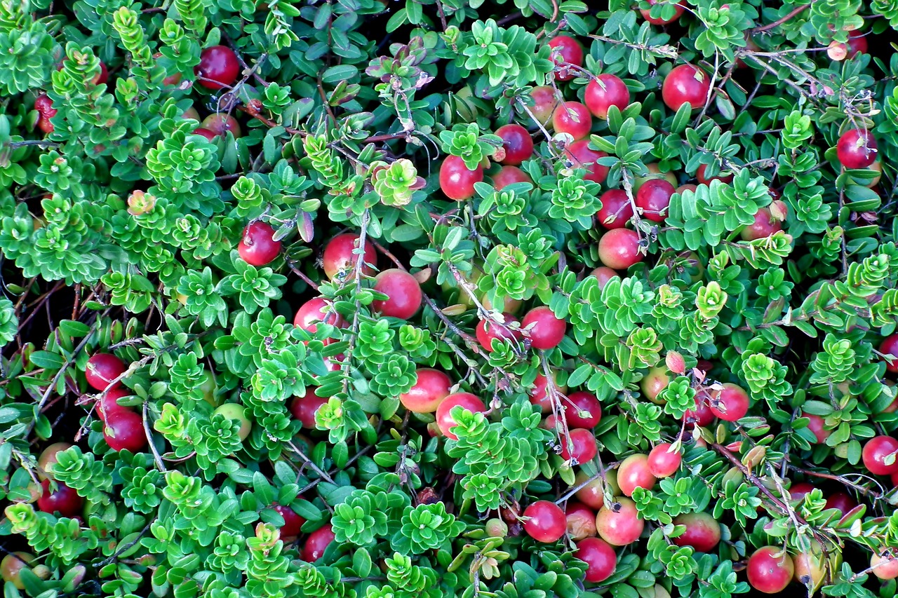 cranberry  plant  fruit free photo