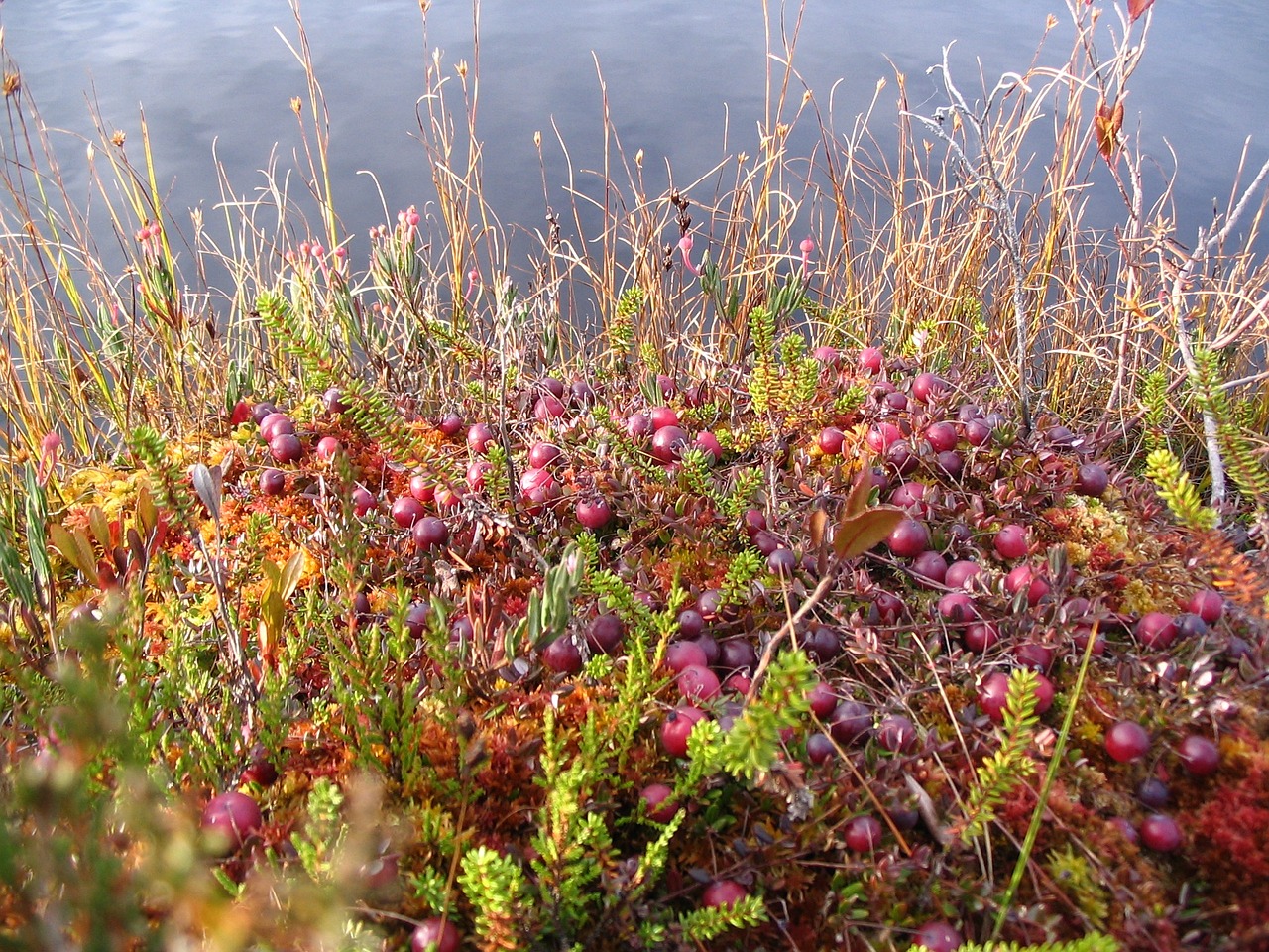 cranberry autumn bog free photo