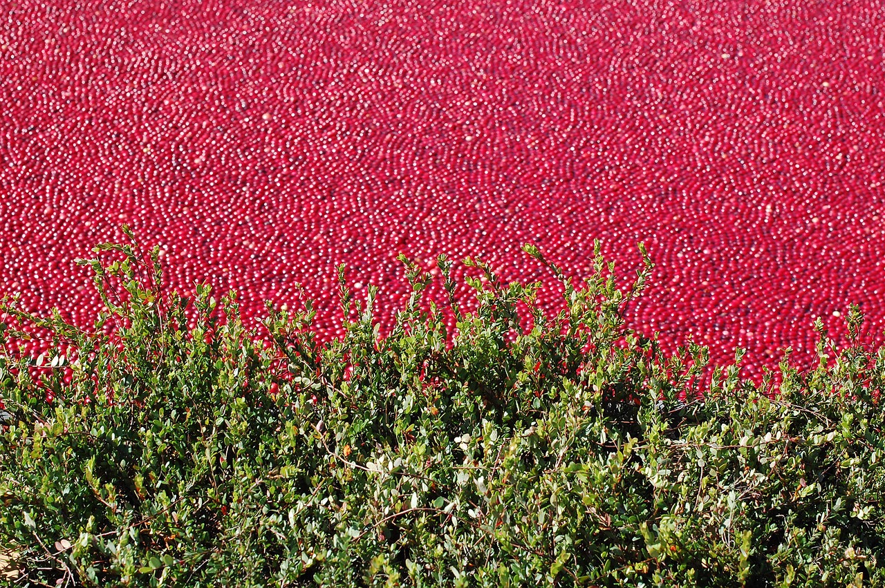 cranberry bog cranberry healthy free photo