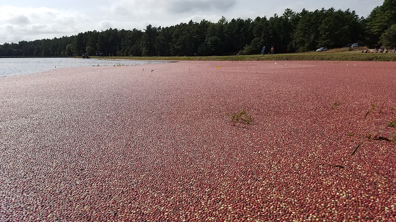 cranberry bog cranberries massachusetts free photo